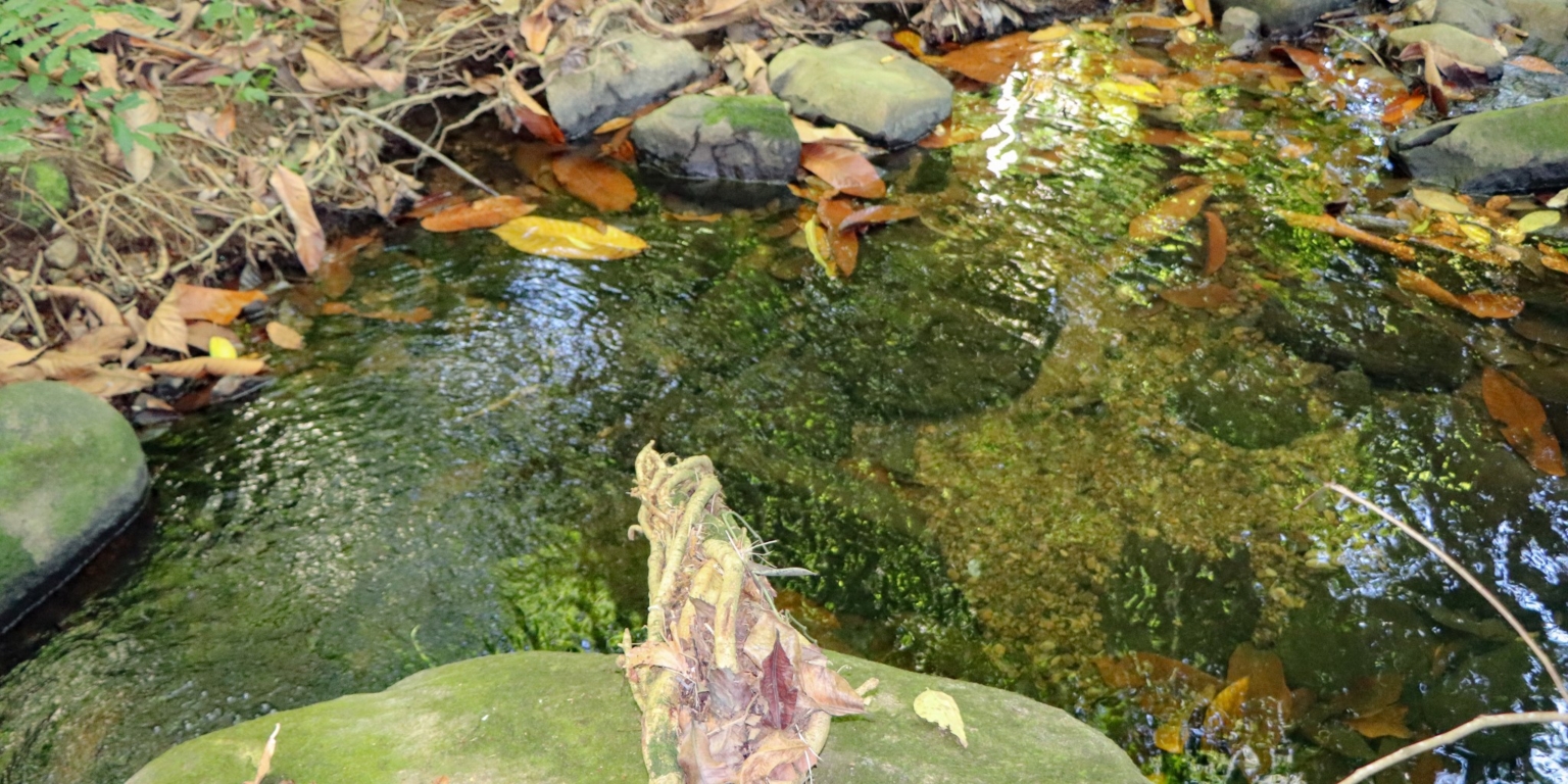 Large Jungle-Clad Land with Mountain Views, Internal Creek & River Frontage in Ojochal Costa Rica