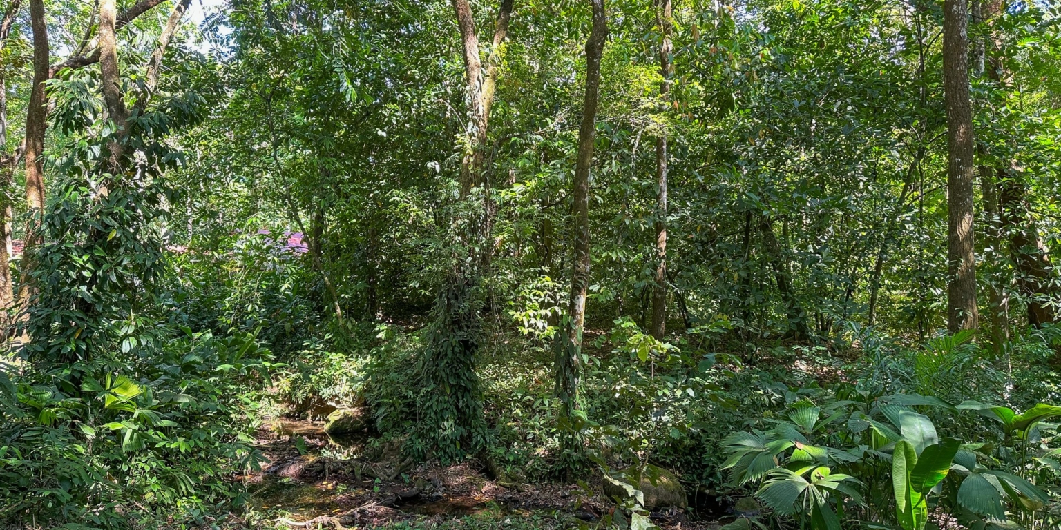 Large Jungle-Clad Land with Mountain Views, Internal Creek & River Frontage in Ojochal Costa Rica