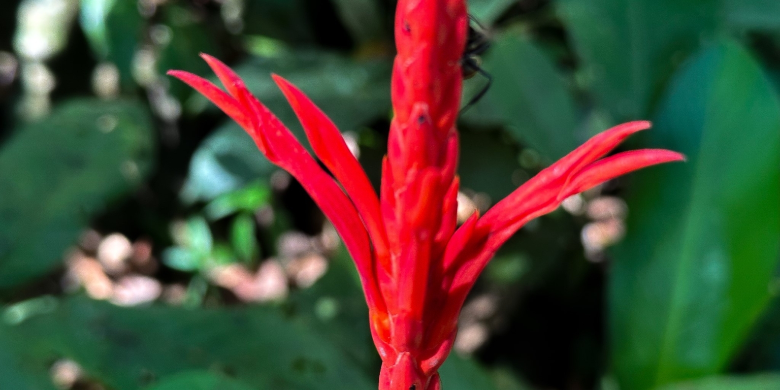 Large Jungle-Clad Land with Mountain Views, Internal Creek & River Frontage in Ojochal Costa Rica