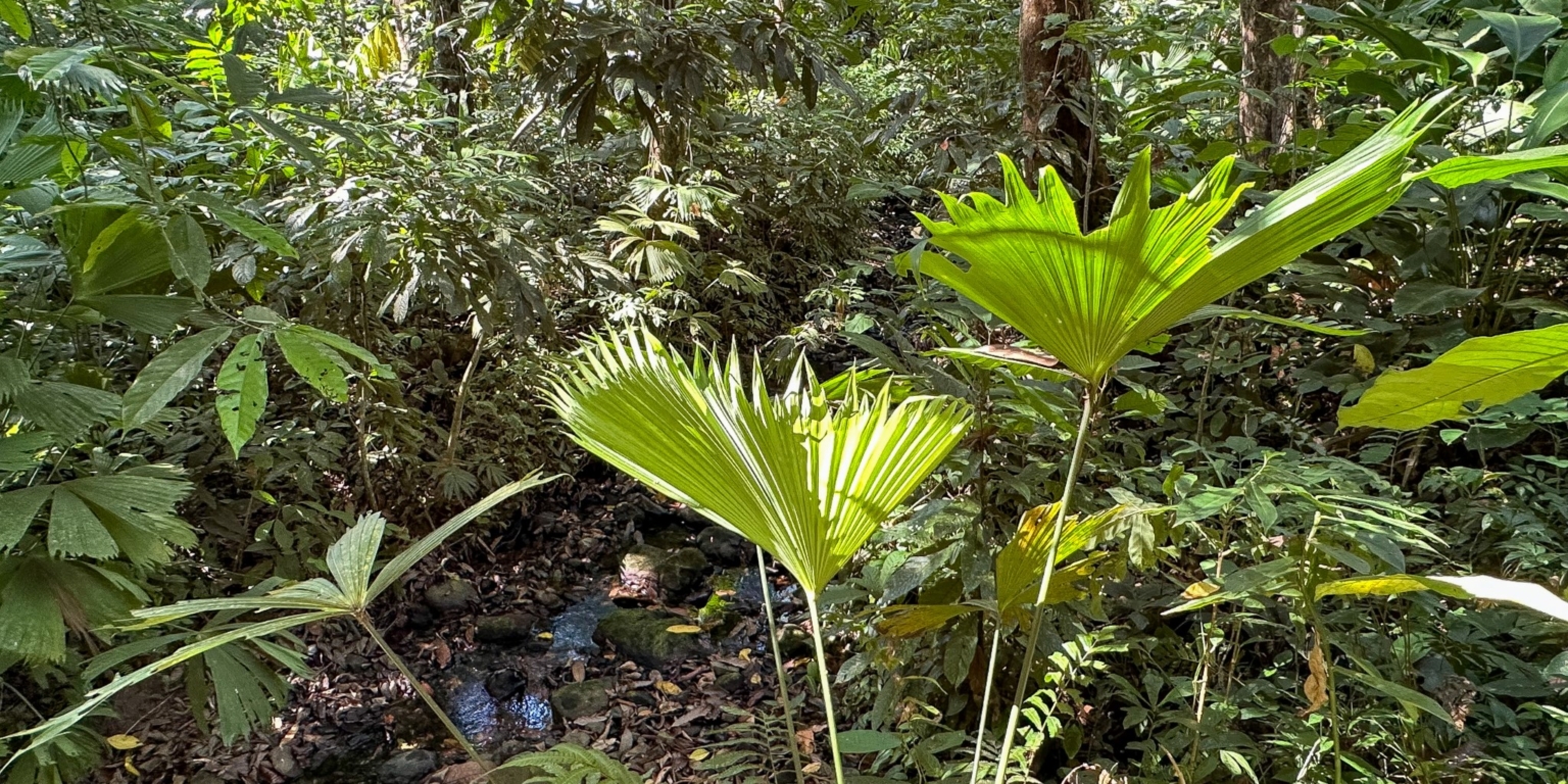 Large Jungle-Clad Land with Mountain Views, Internal Creek & River Frontage in Ojochal Costa Rica