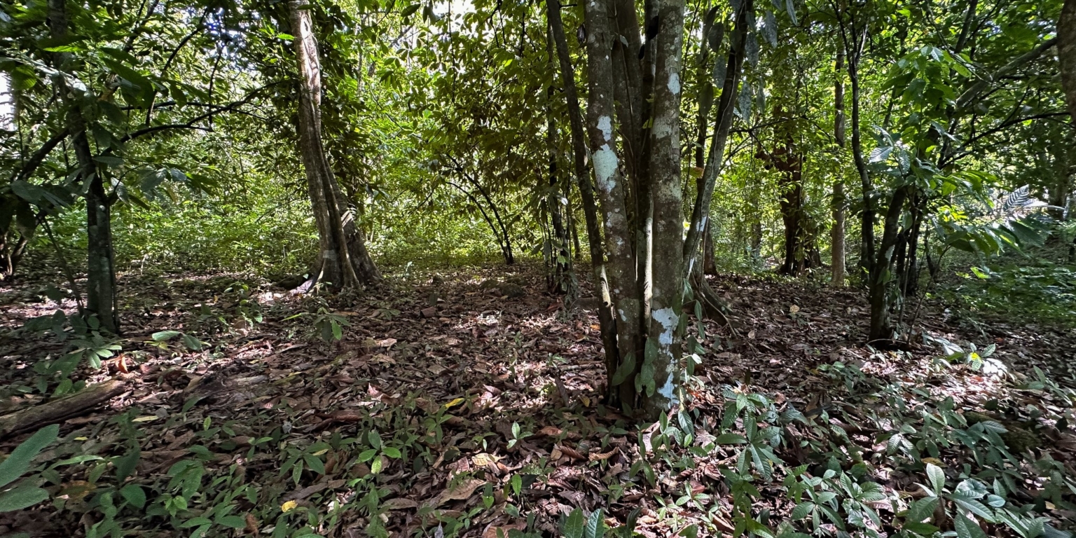 Large Jungle-Clad Land with Mountain Views, Internal Creek & River Frontage in Ojochal Costa Rica