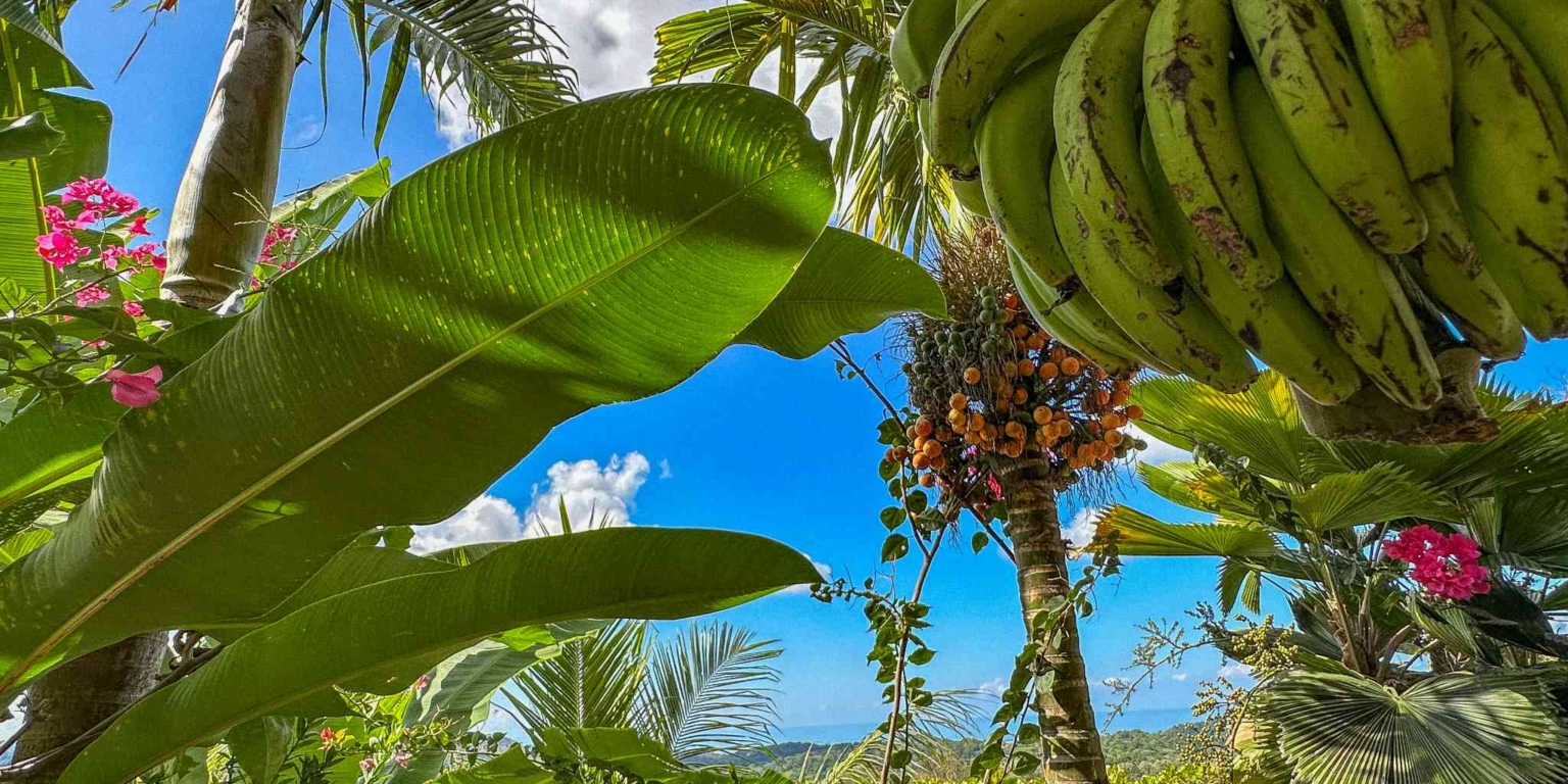 40 (3)-2 Ocean View 3-Bedroom Home with Easy Access and Sparkling Pool in Ojochal Costa Rica