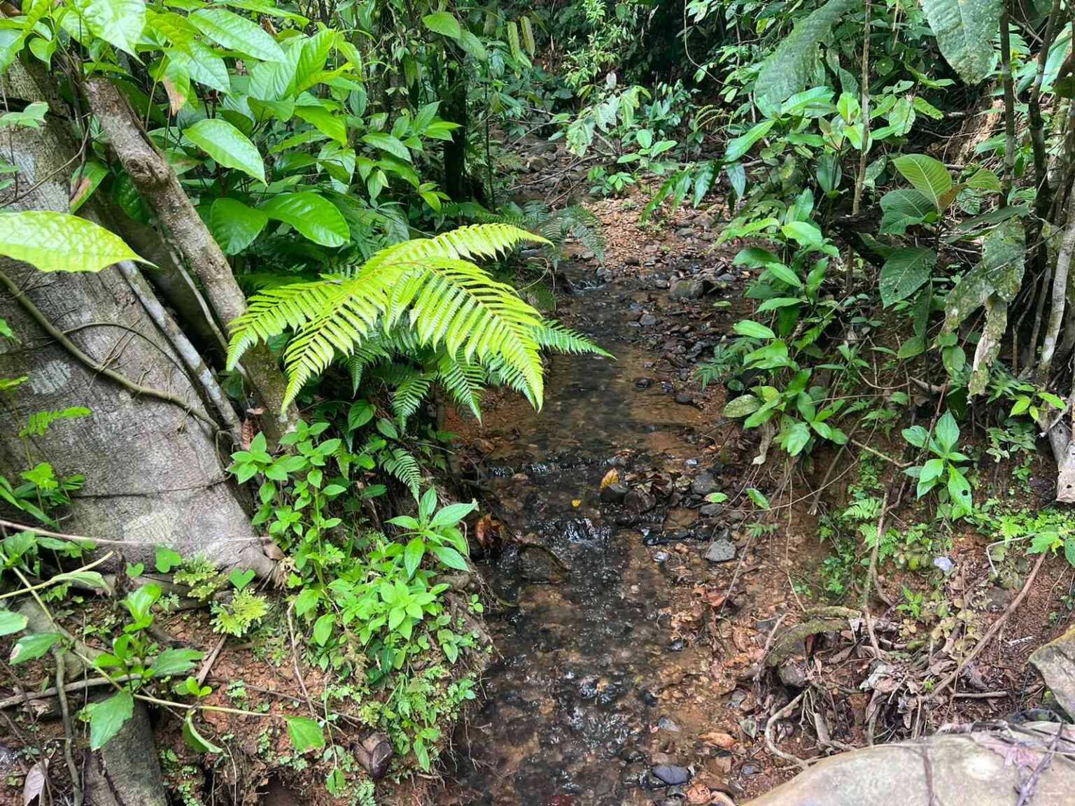WhatsApp Image 2023-09-19 at 4.18.31 PM Beautiful 47-Acre Mountain View Farm with Many Water Sources & Many Building Areas in Platanillo Costa Rica