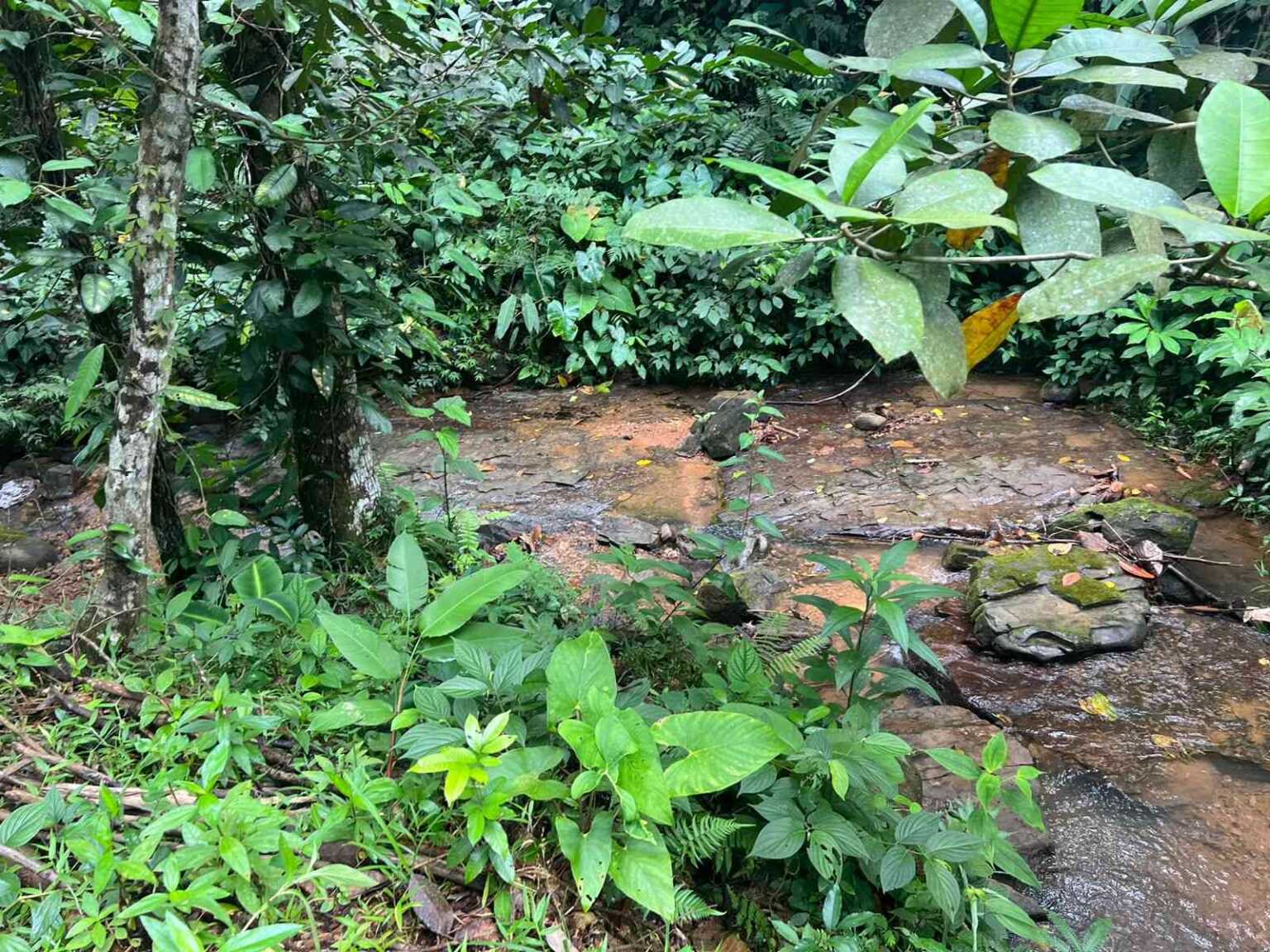 WhatsApp Image 2023-09-19 at 4.18.44 PM (1) Beautiful 47-Acre Mountain View Farm with Many Water Sources & Many Building Areas in Platanillo Costa Rica