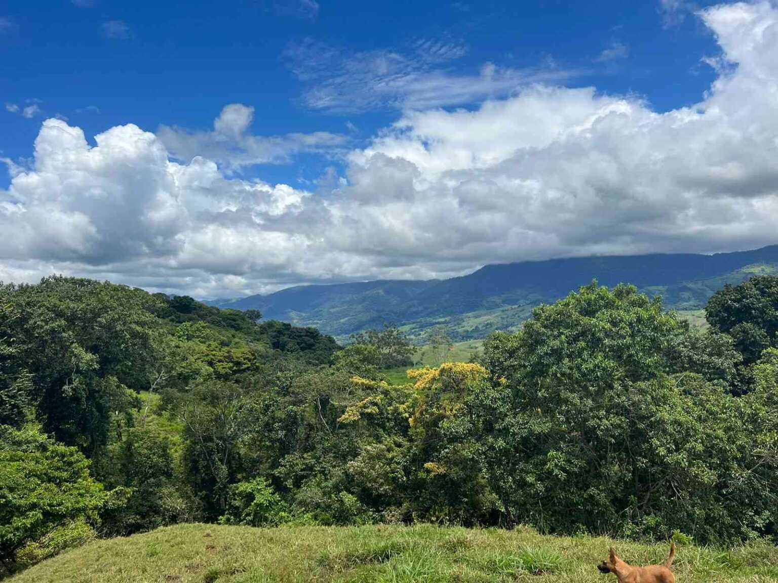 WhatsApp Image 2023-09-19 at 4.19.04 PM (4) Beautiful 47-Acre Mountain View Farm with Many Water Sources & Many Building Areas in Platanillo Costa Rica