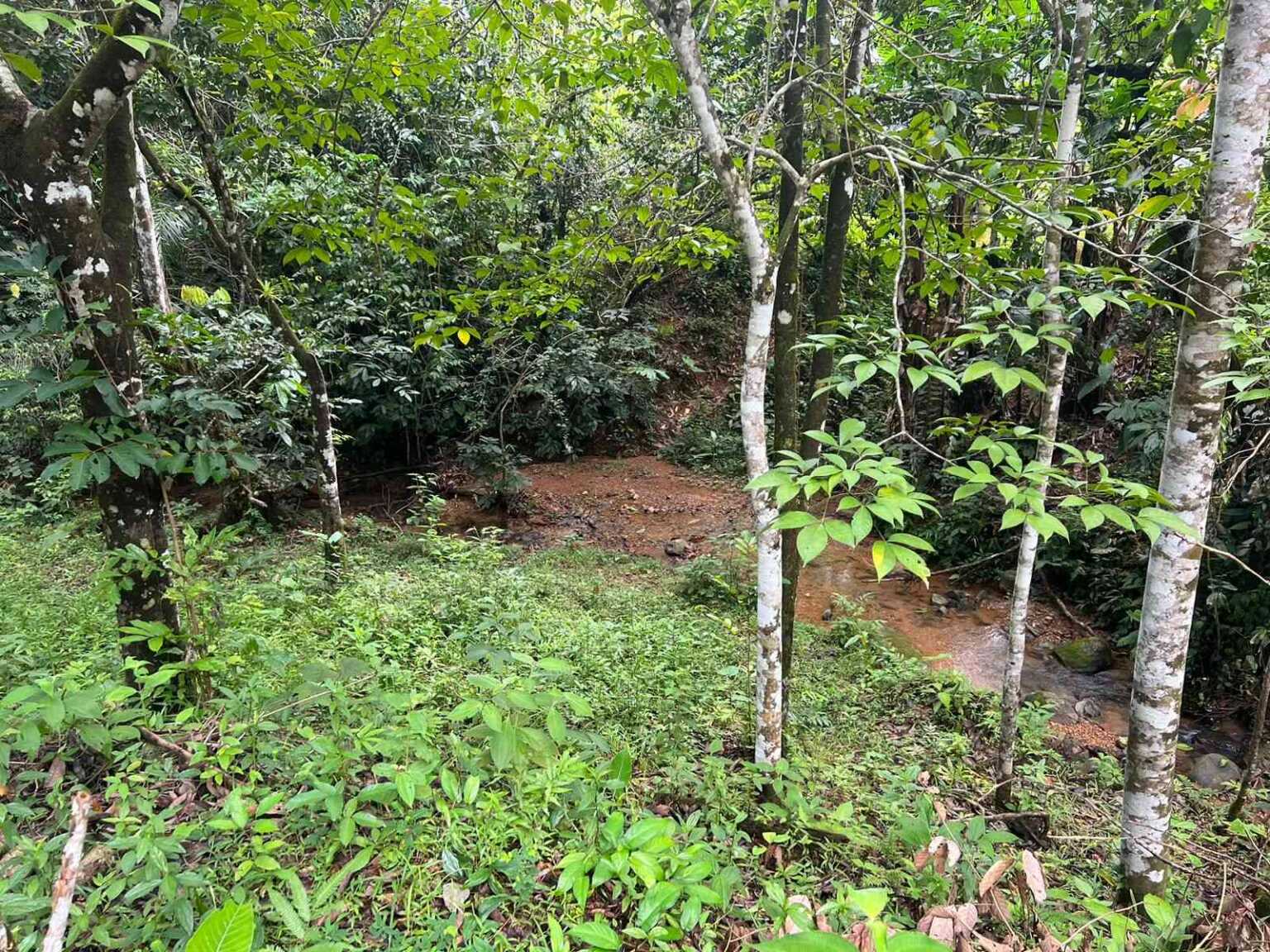 WhatsApp Image 2023-09-19 at 4.19.04 PM Beautiful 47-Acre Mountain View Farm with Many Water Sources & Many Building Areas in Platanillo Costa Rica