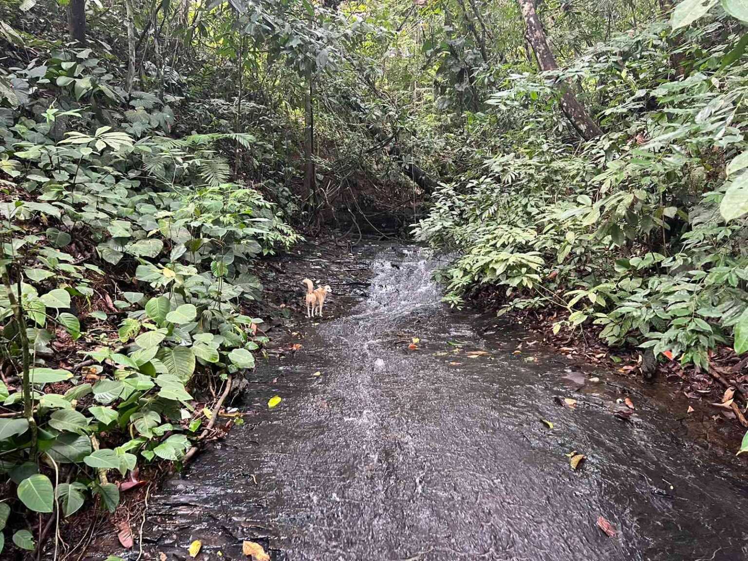 WhatsApp Image 2023-09-19 at 4.19.05 PM (2) Beautiful 47-Acre Mountain View Farm with Many Water Sources & Many Building Areas in Platanillo Costa Rica