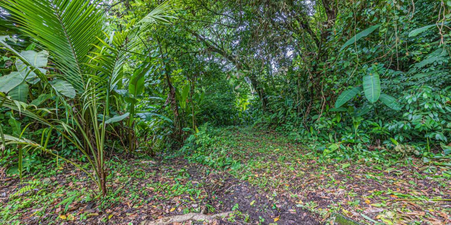 ConeCat-33 Rustic Hotel with Restaurant in a Convenient Location near Beaches & Town in Bahia near Uvita Costa Rica