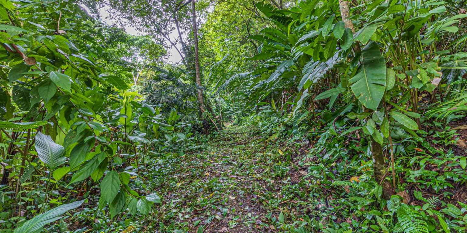 ConeCat-34 Rustic Hotel with Restaurant in a Convenient Location near Beaches & Town in Bahia near Uvita Costa Rica