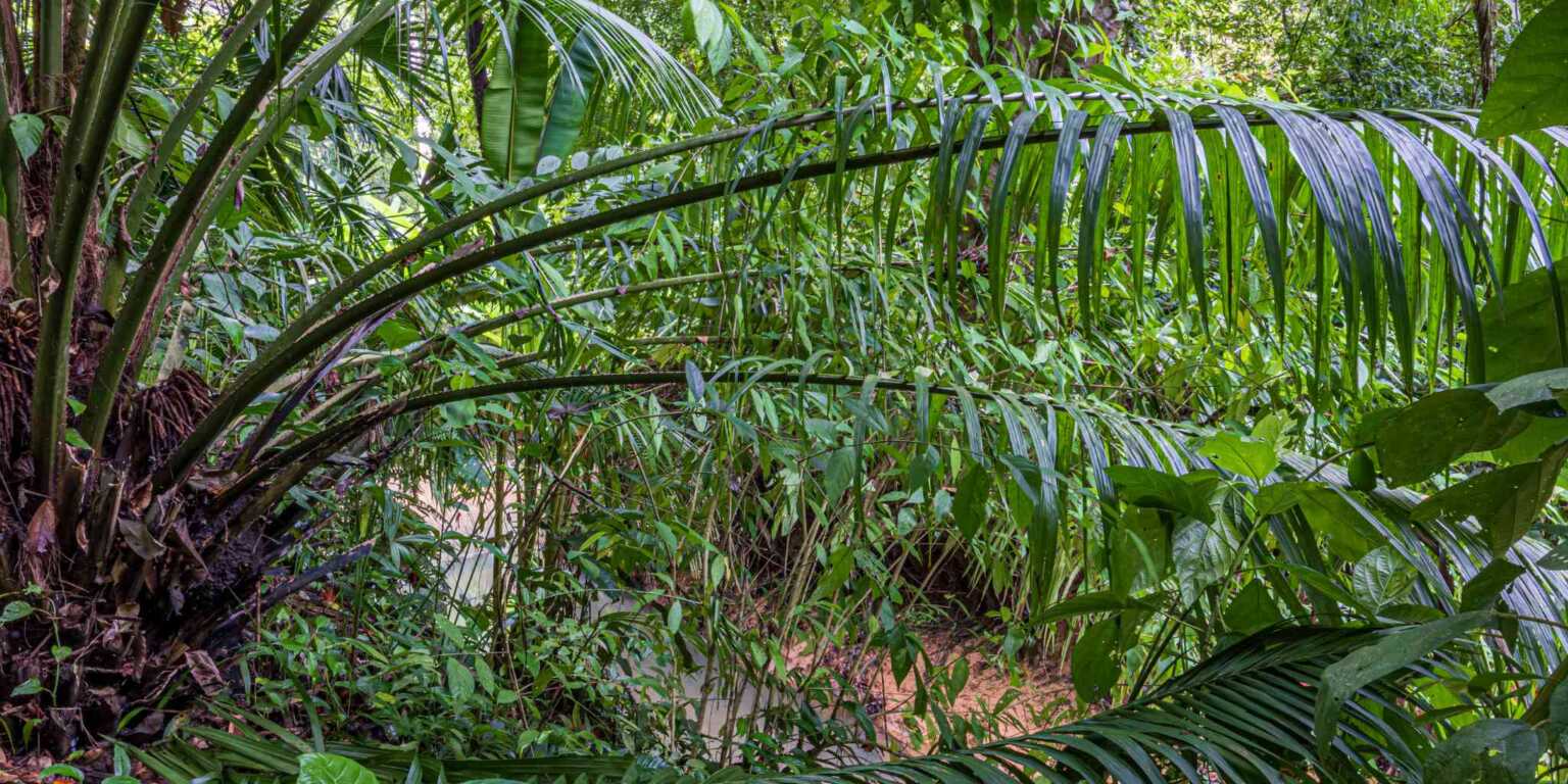 ConeCat-35 Rustic Hotel with Restaurant in a Convenient Location near Beaches & Town in Bahia near Uvita Costa Rica