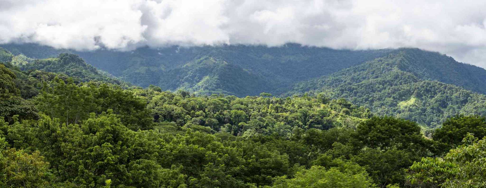 Pics-63 Award Winning Boutique Hotel/Bed and Breakfast with Big Mountain & Ocean Views on 10 Acres in Uvita Costa Rica
