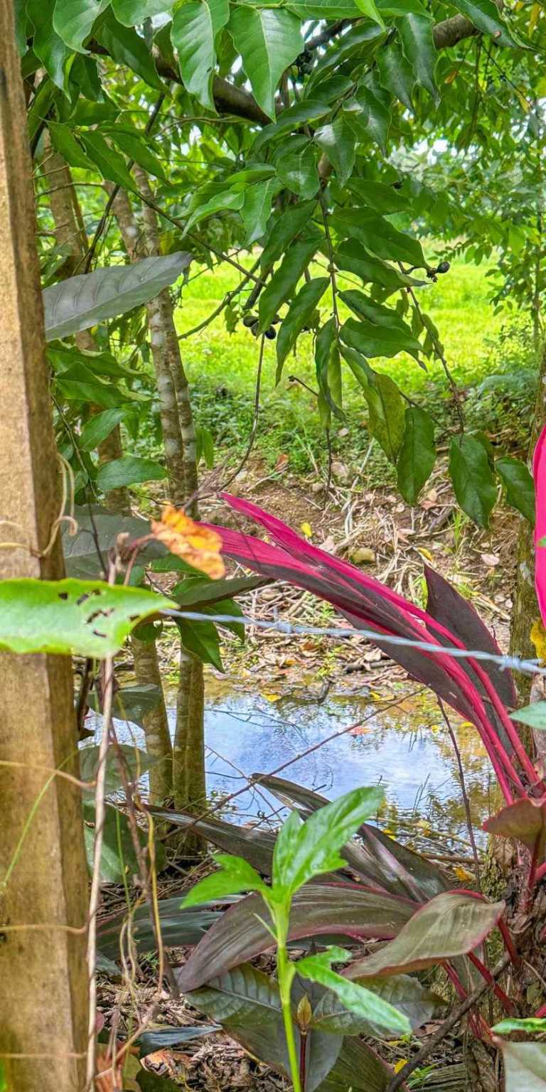 Easy-Access Building Lot Bordering the Marino Ballena National Park & Easy Walk to Cafes, Restaurants & Other Amenities in Bahia near Uvita Costa Rica