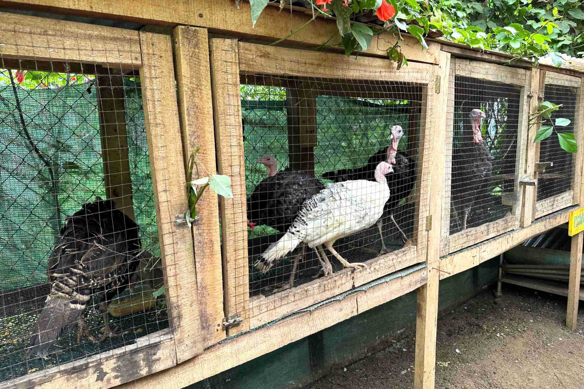 14 (6) Permaculture Farm 26 Hectares with Views & Primary Jungle in Chacarita near Palmar Norte Costa Rica
