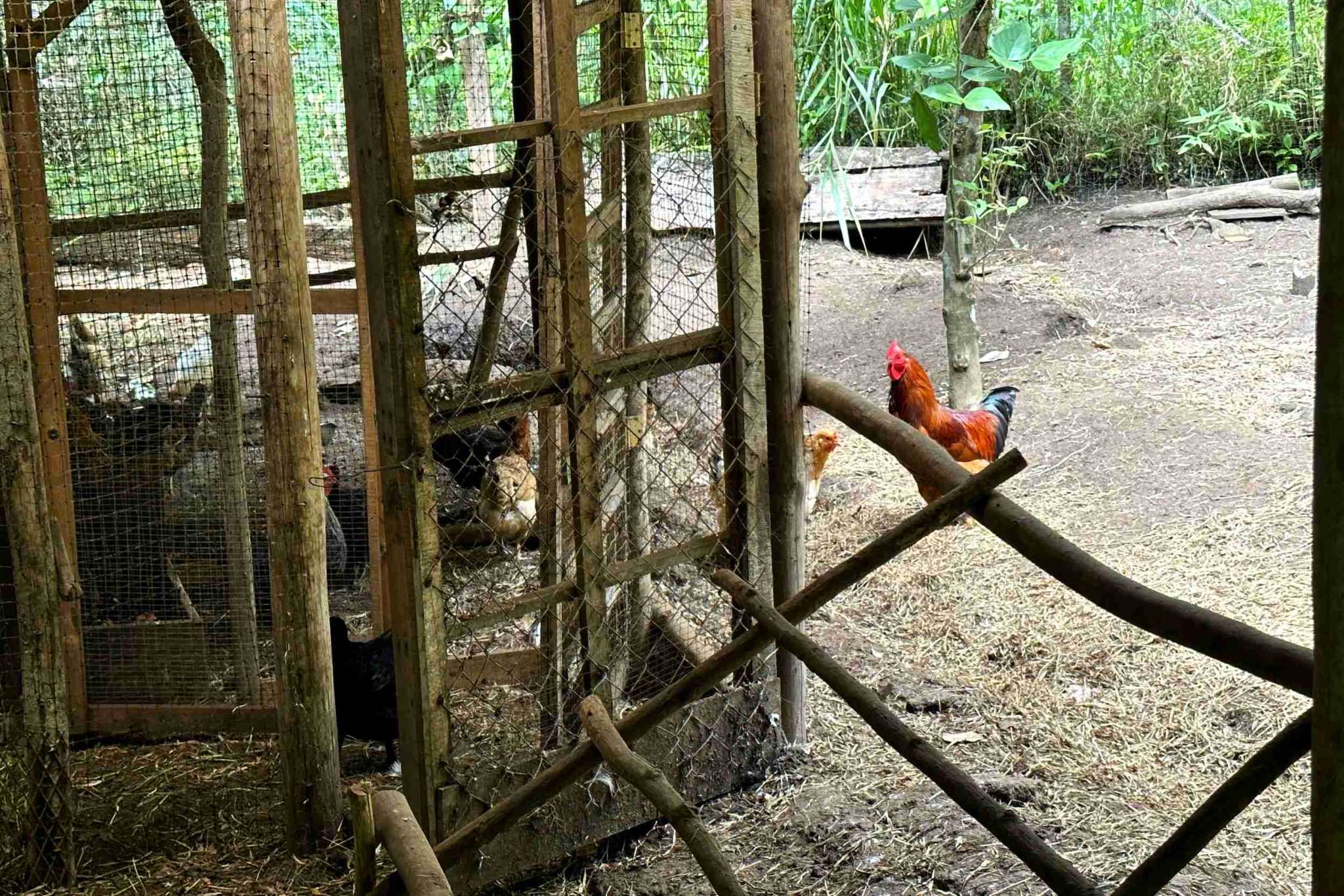 17 (4) Permaculture Farm 26 Hectares with Views & Primary Jungle in Chacarita near Palmar Norte Costa Rica