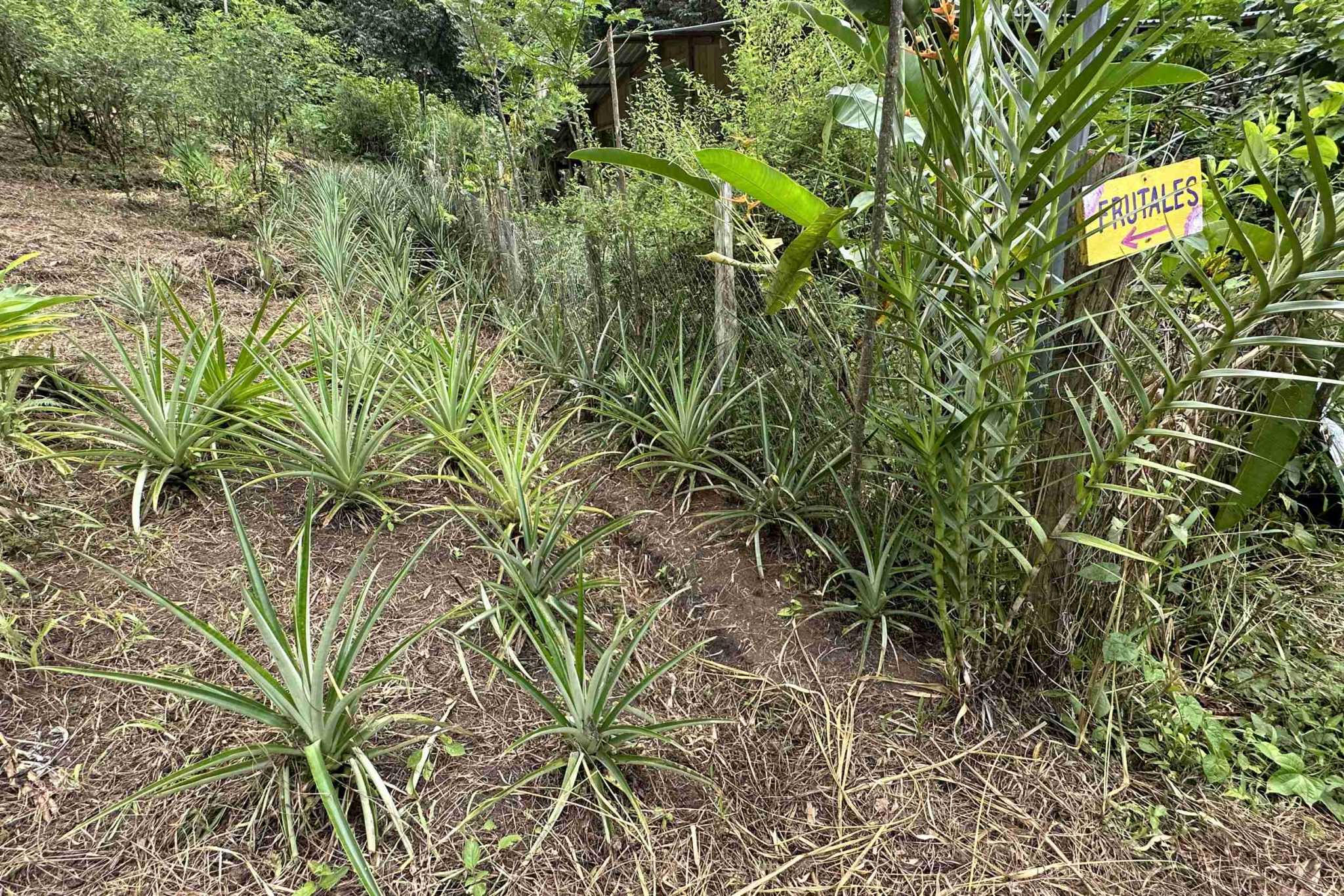 19 (3) Permaculture Farm 26 Hectares with Views & Primary Jungle in Chacarita near Palmar Norte Costa Rica