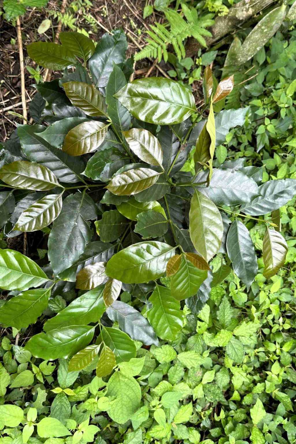 24 (9) Permaculture Farm 26 Hectares with Views & Primary Jungle in Chacarita near Palmar Norte Costa Rica