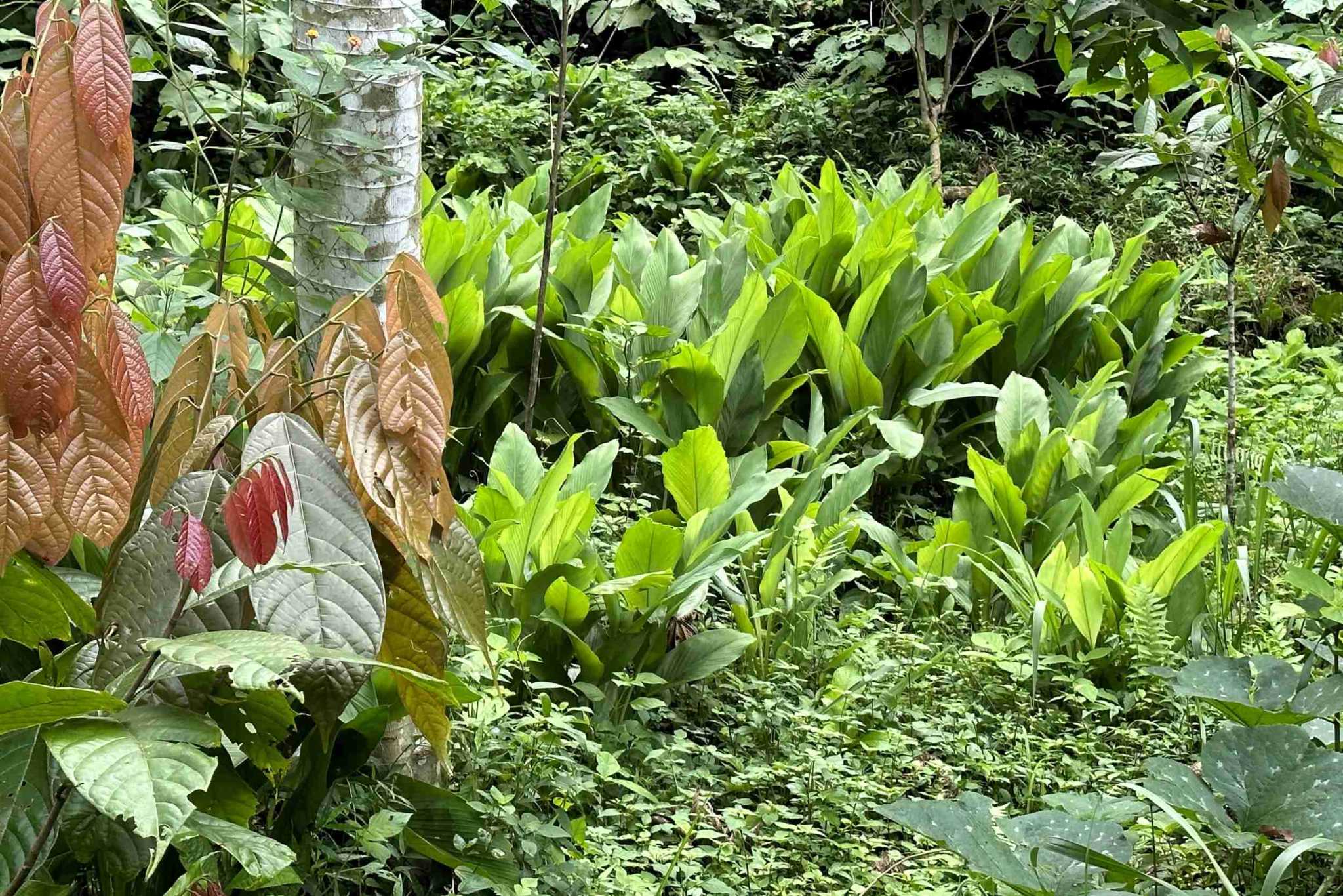 24 (10) Permaculture Farm 26 Hectares with Views & Primary Jungle in Chacarita near Palmar Norte Costa Rica