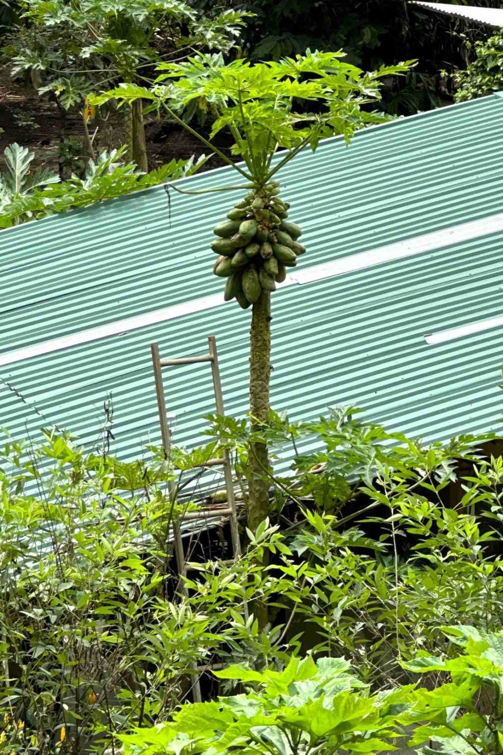 24 (17) Permaculture Farm 26 Hectares with Views & Primary Jungle in Chacarita near Palmar Norte Costa Rica