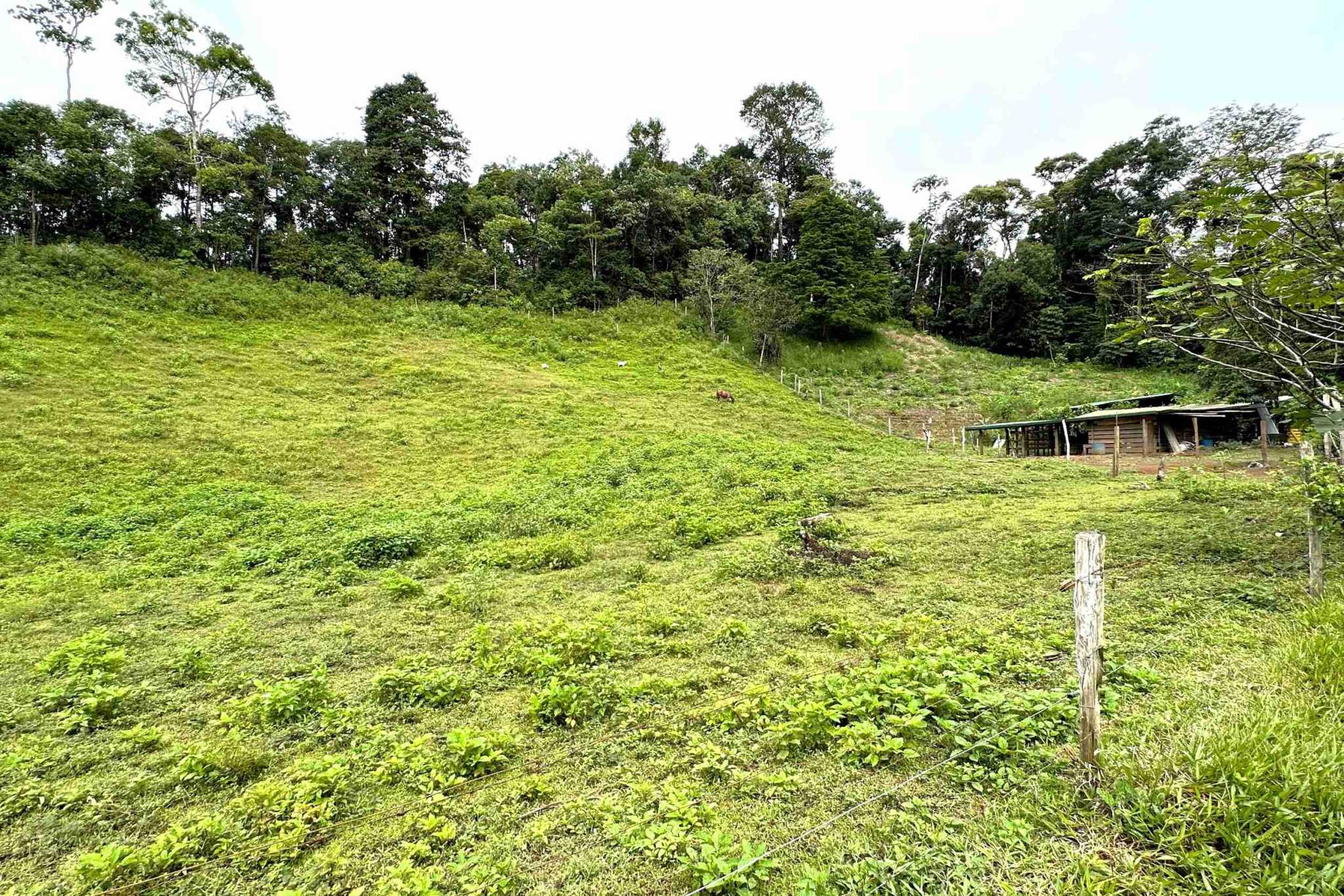 27 (1) Permaculture Farm 26 Hectares with Views & Primary Jungle in Chacarita near Palmar Norte Costa Rica