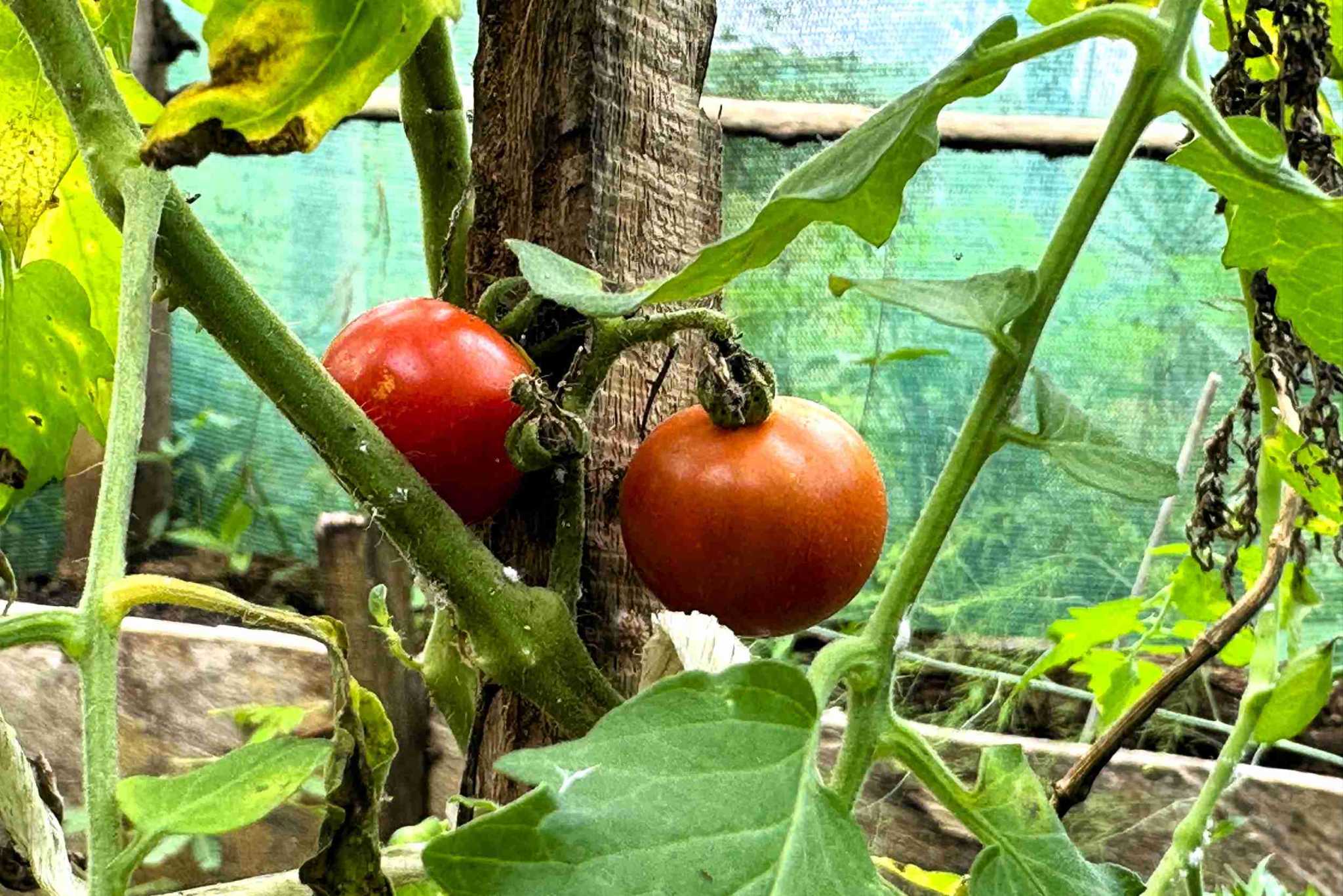 27 (4) Permaculture Farm 26 Hectares with Views & Primary Jungle in Chacarita near Palmar Norte Costa Rica