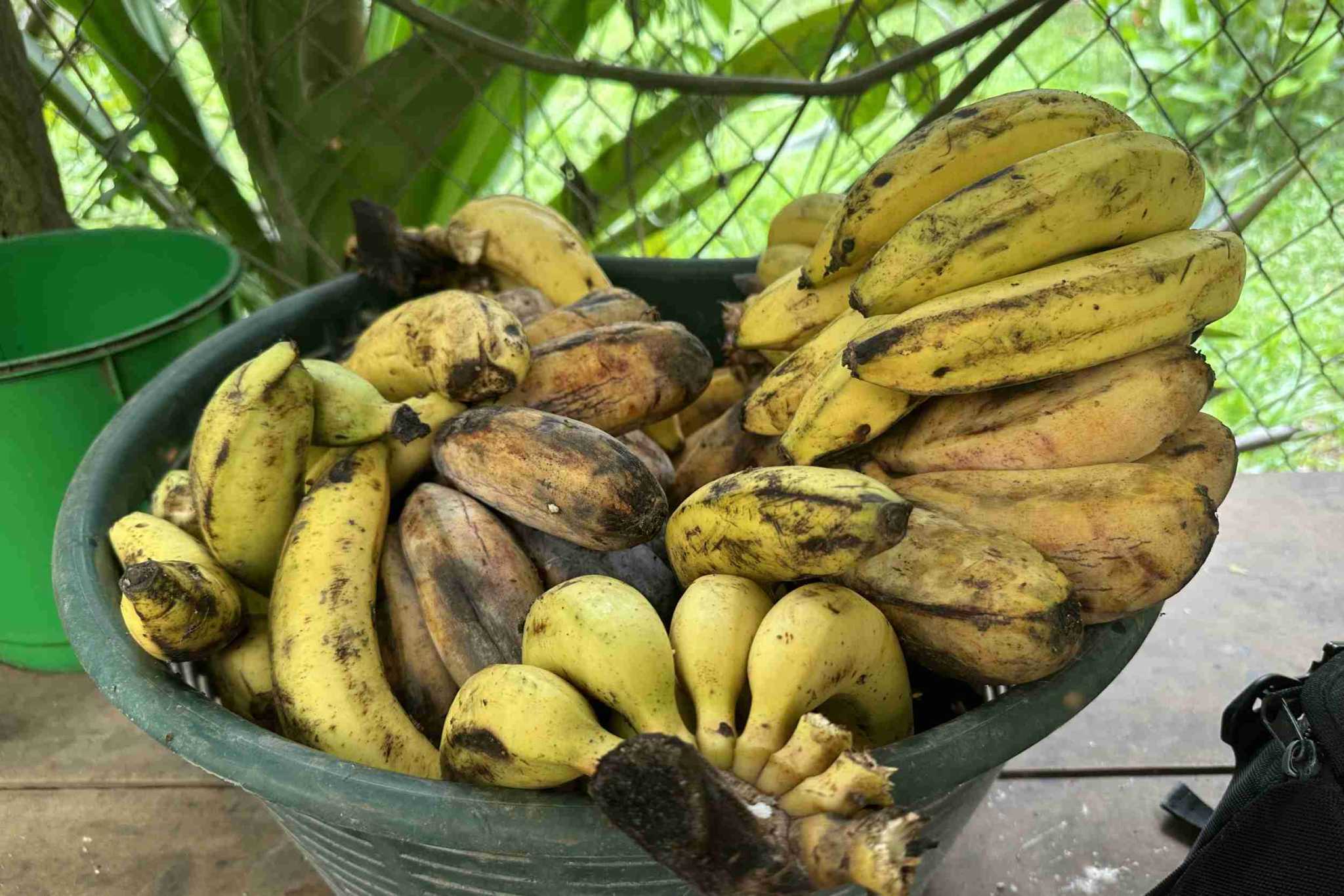 30 (3) Permaculture Farm 26 Hectares with Views & Primary Jungle in Chacarita near Palmar Norte Costa Rica