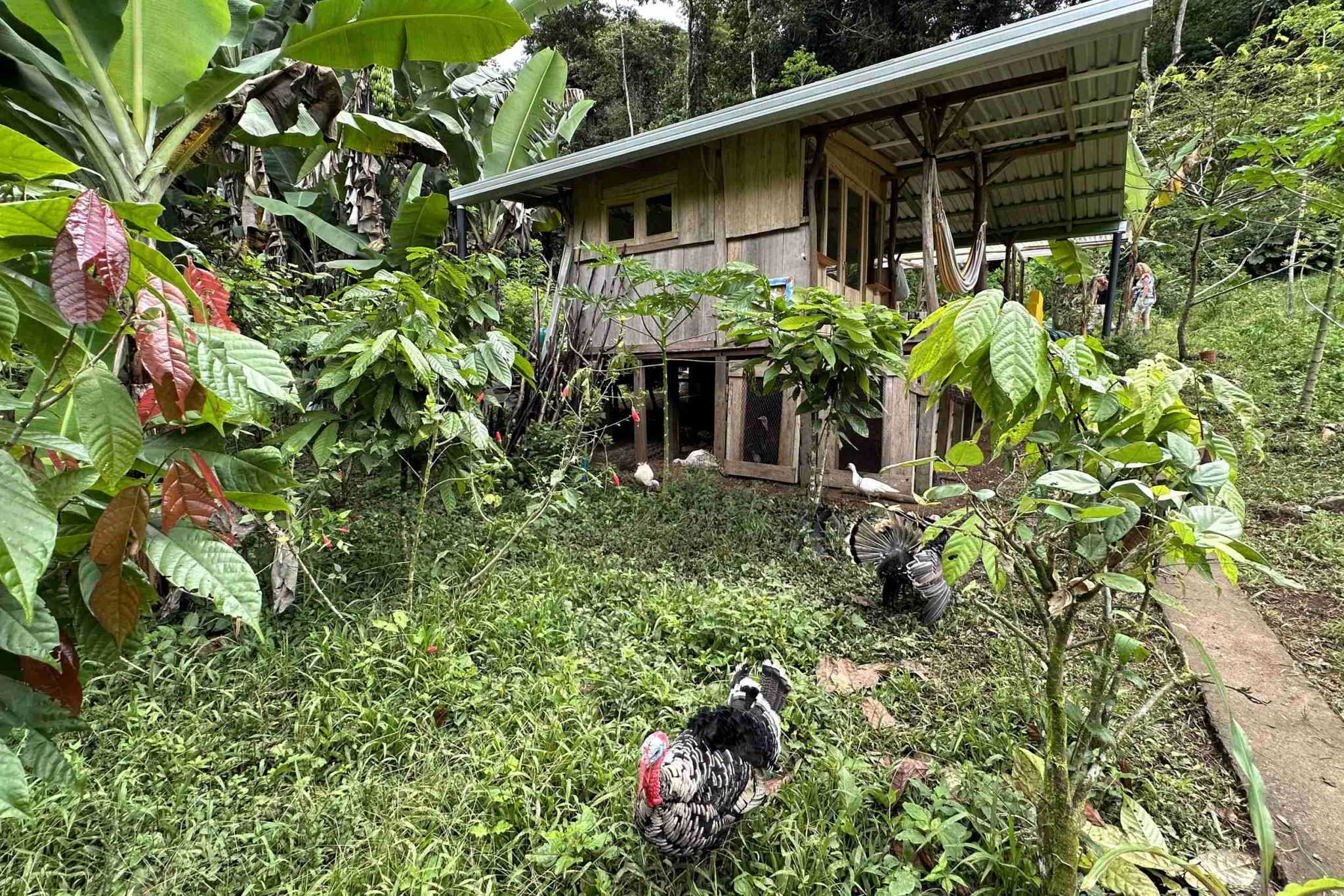 37 (2) Permaculture Farm 26 Hectares with Views & Primary Jungle in Chacarita near Palmar Norte Costa Rica
