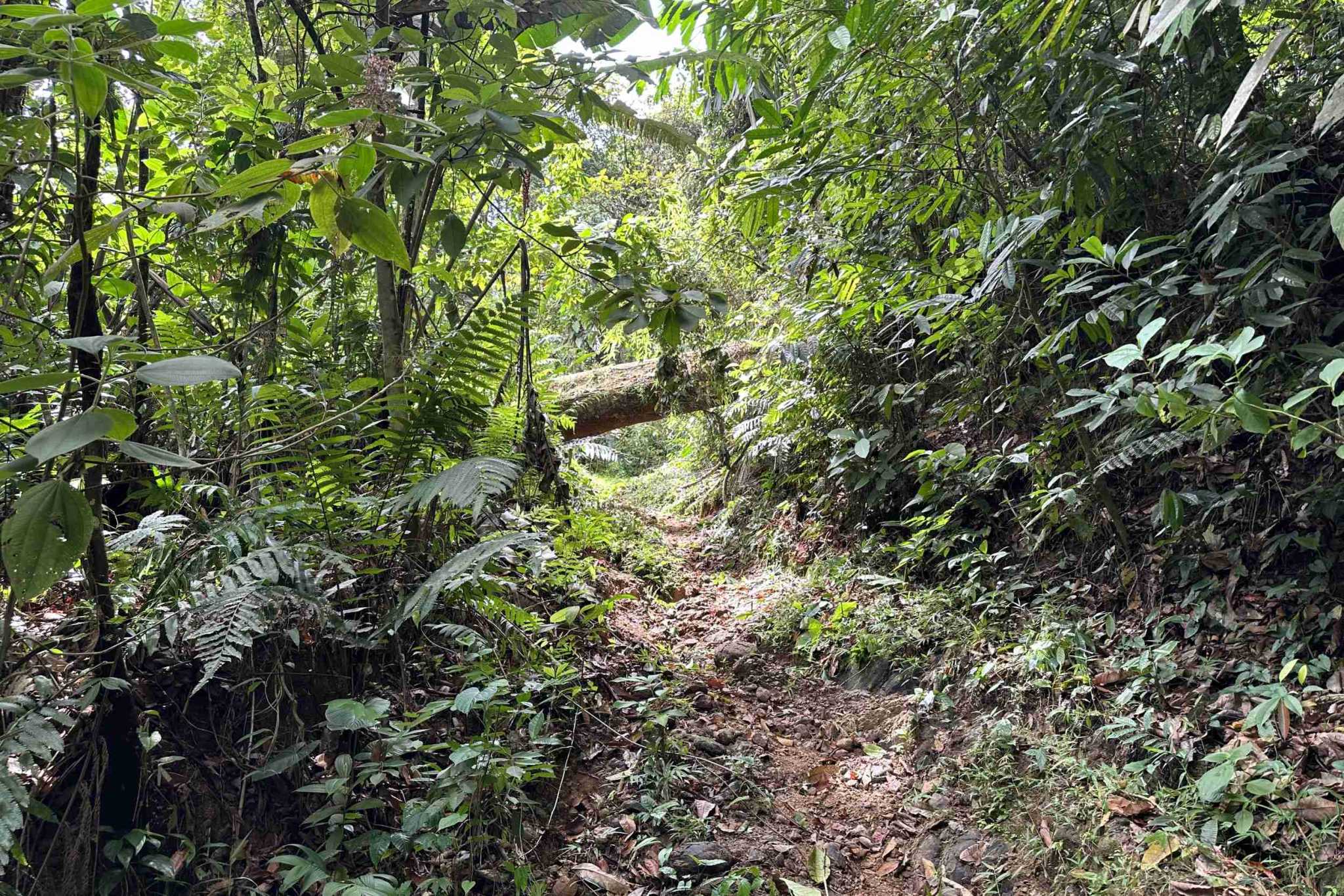 39 (3) Permaculture Farm 26 Hectares with Views & Primary Jungle in Chacarita near Palmar Norte Costa Rica