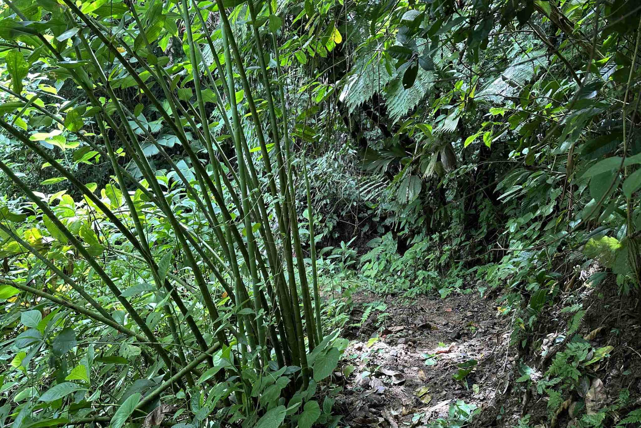 39 (4) Permaculture Farm 26 Hectares with Views & Primary Jungle in Chacarita near Palmar Norte Costa Rica
