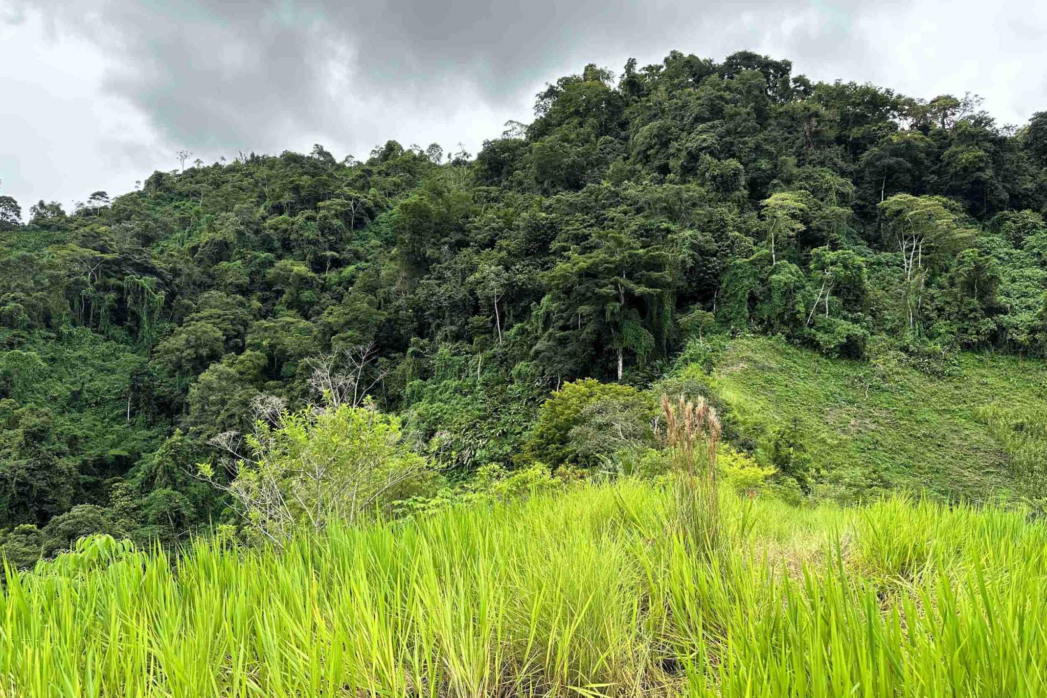41 (2) Permaculture Farm 26 Hectares with Views & Primary Jungle in Chacarita near Palmar Norte Costa Rica