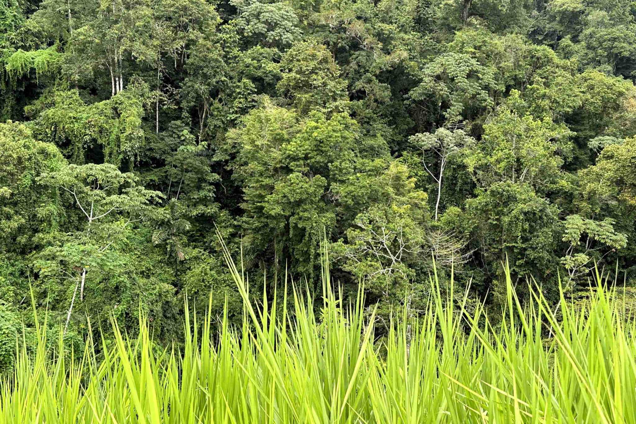 41 (3) Permaculture Farm 26 Hectares with Views & Primary Jungle in Chacarita near Palmar Norte Costa Rica