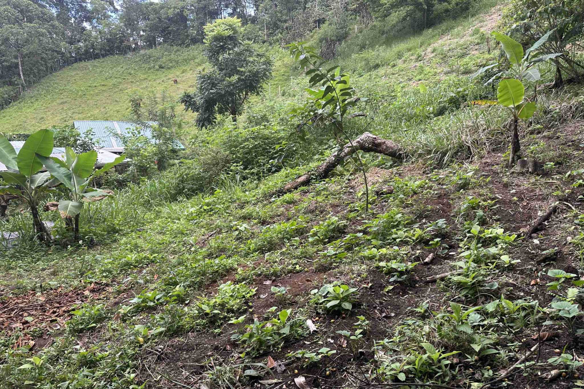 44 (4) Permaculture Farm 26 Hectares with Views & Primary Jungle in Chacarita near Palmar Norte Costa Rica