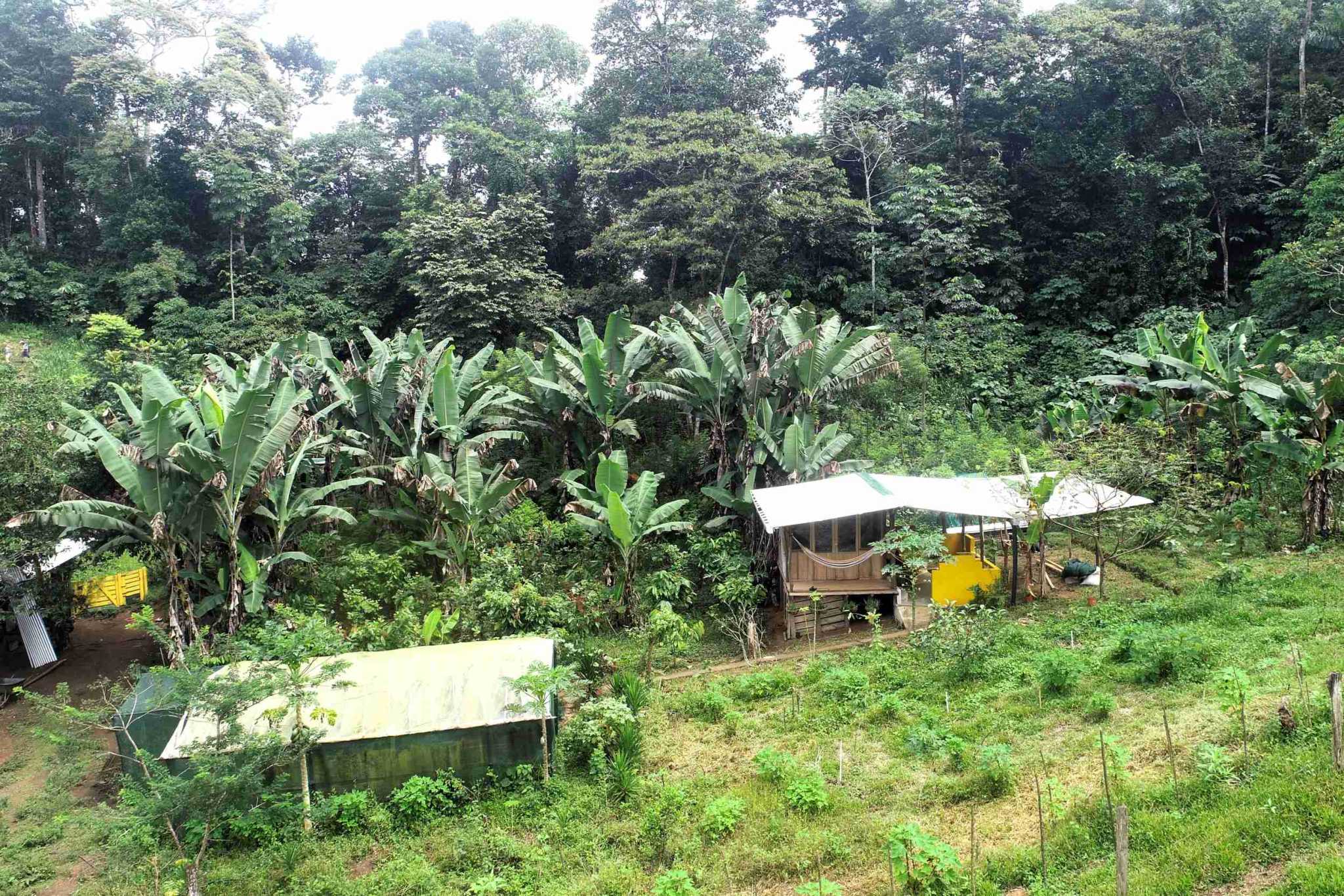 7 (8) Permaculture Farm 26 Hectares with Views & Primary Jungle in Chacarita near Palmar Norte Costa Rica