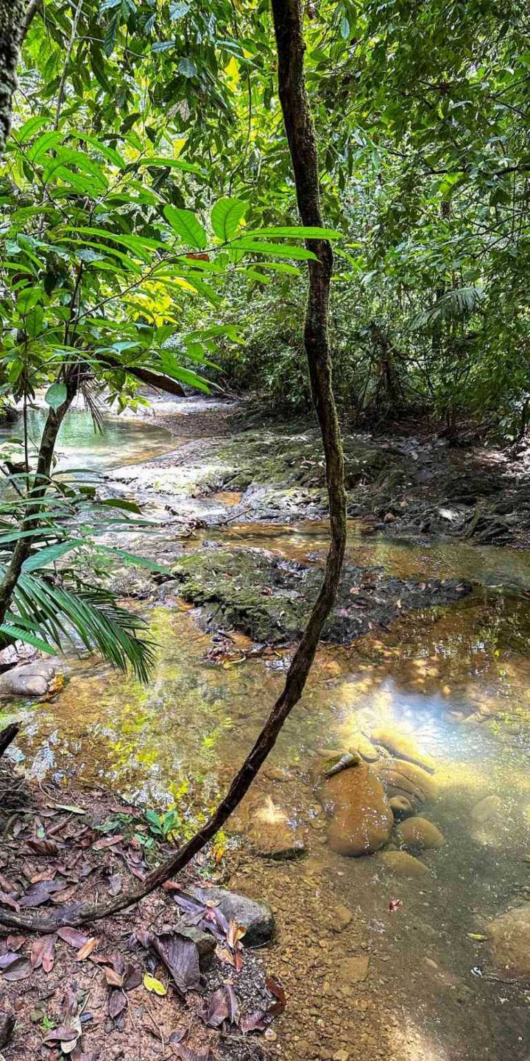 100 (9) 1 Cozy 1-Bedroom Loft Home Perfect for a Couple or an Short-Term Rental Includes Huge Jungle Yard with Year-Round River & Many Magical Swimming Holes & Further Development Options in Ojochal Costa Rica
