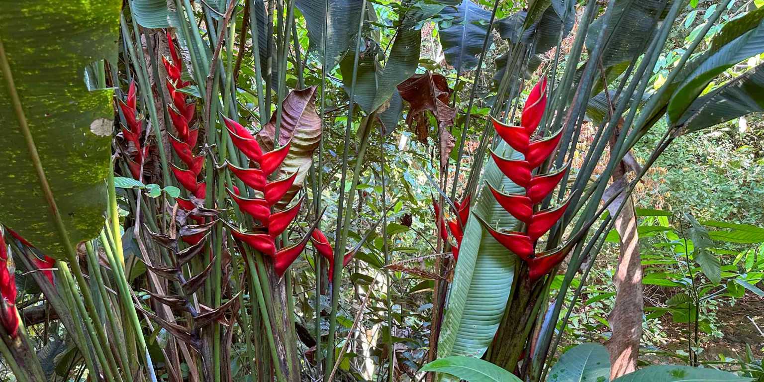 1 (50) Cozy 1-Bedroom Loft Home Perfect for a Couple or an Short-Term Rental Includes Huge Jungle Yard with Year-Round River & Many Magical Swimming Holes & Further Development Options in Ojochal Costa Rica