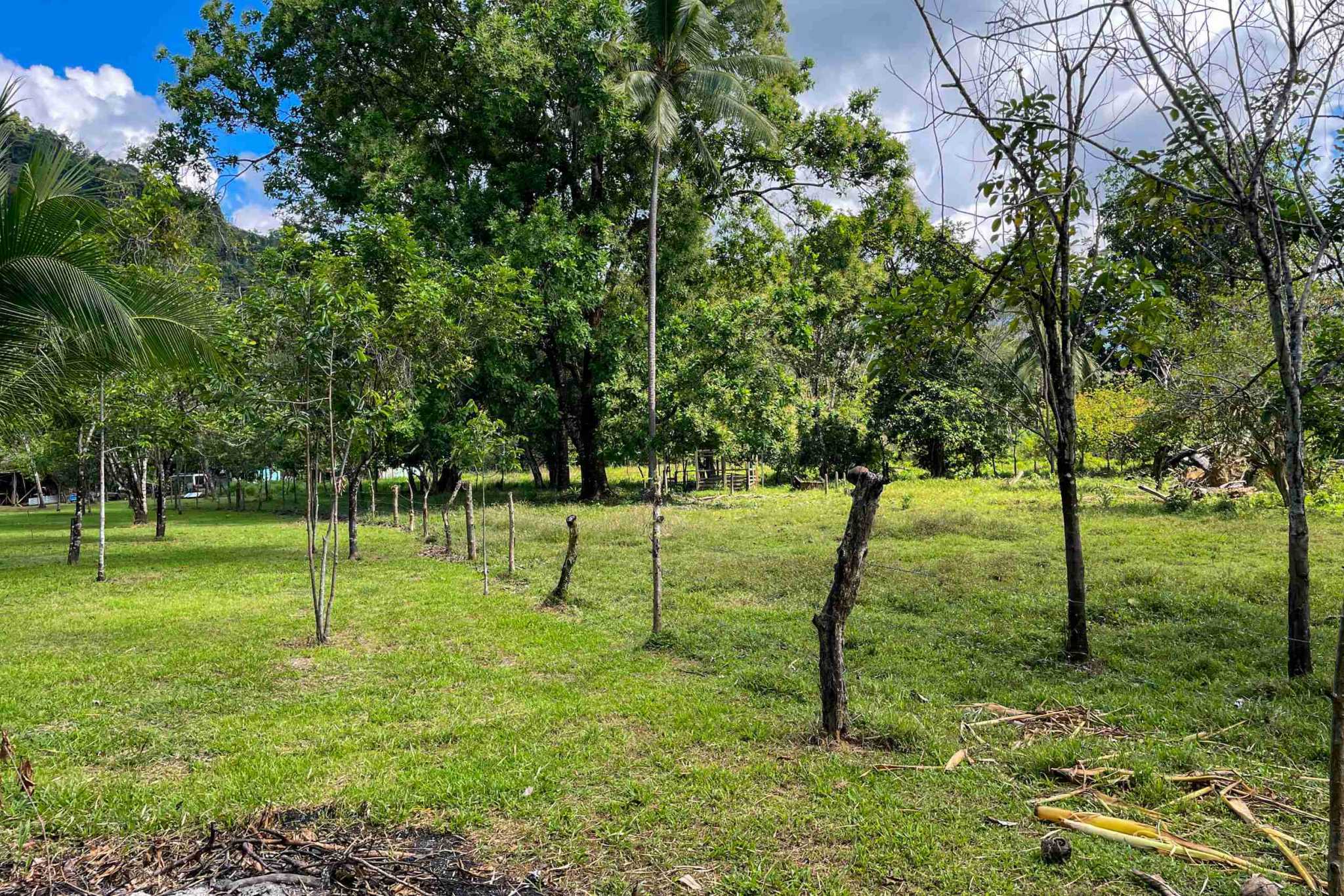 Coronado-fruitfarm- (10) Fruit Farm for sale in Ojochal Costa Rica