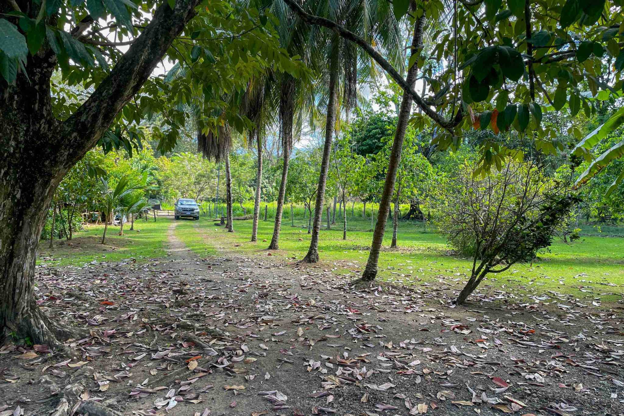 Coronado-fruitfarm- (12) Fruit Farm for sale in Ojochal Costa Rica
