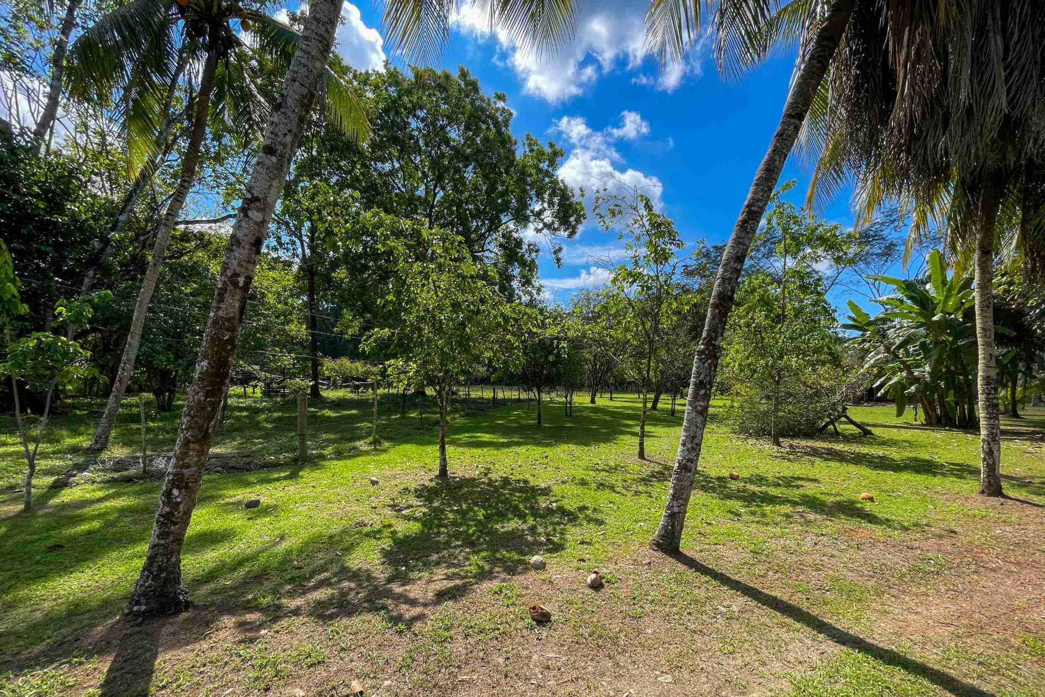 Coronado-fruitfarm- (15) Fruit Farm for sale in Ojochal Costa Rica