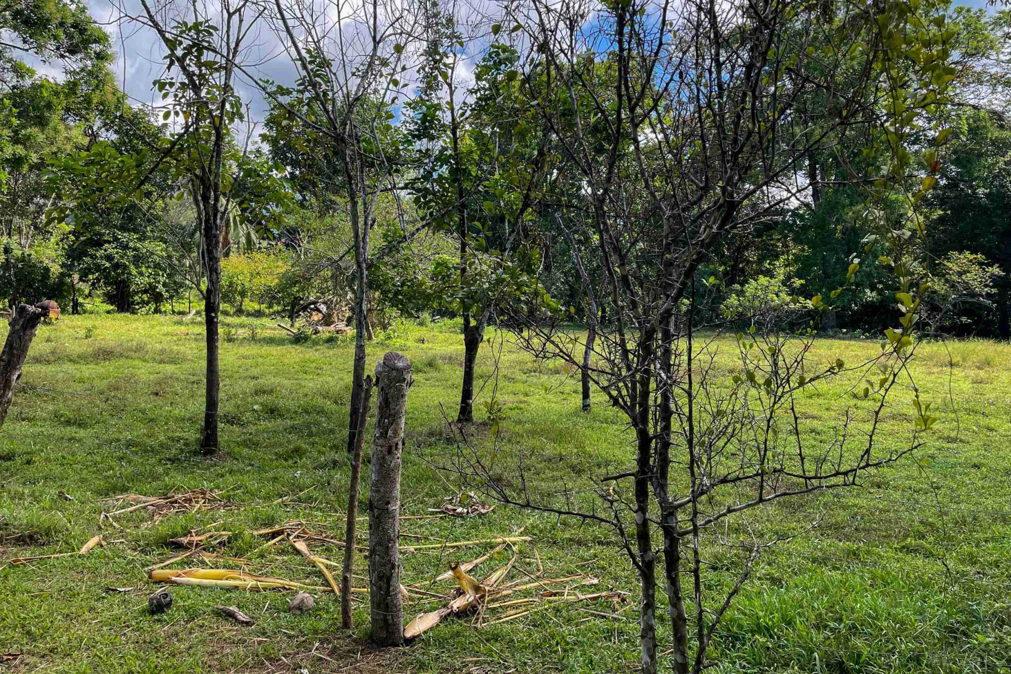 Coronado-fruitfarm- (20) Fruit Farm for sale in Ojochal Costa Rica