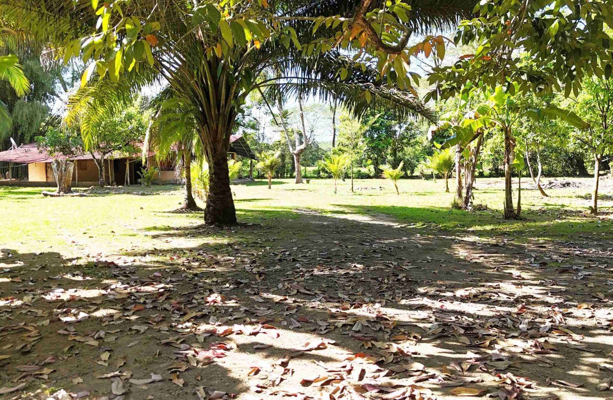 Coronado-fruitfarm- (47) Fruit Farm for sale in Ojochal Costa Rica