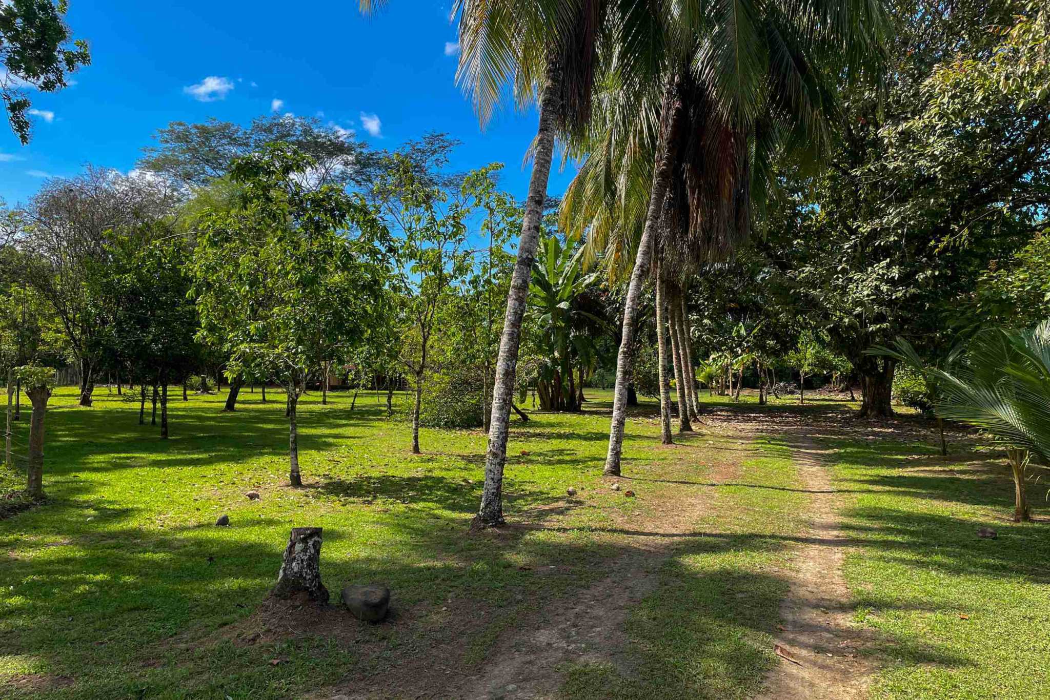 Coronado-fruitfarm- (1) Fruit Farm for sale in Ojochal Costa Rica