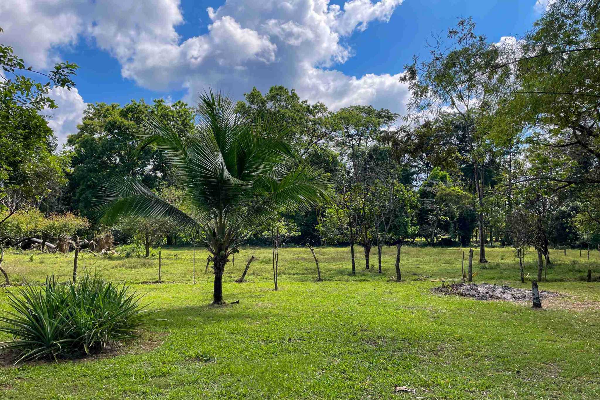 Coronado-fruitfarm- (6) Fruit Farm for sale in Ojochal Costa Rica