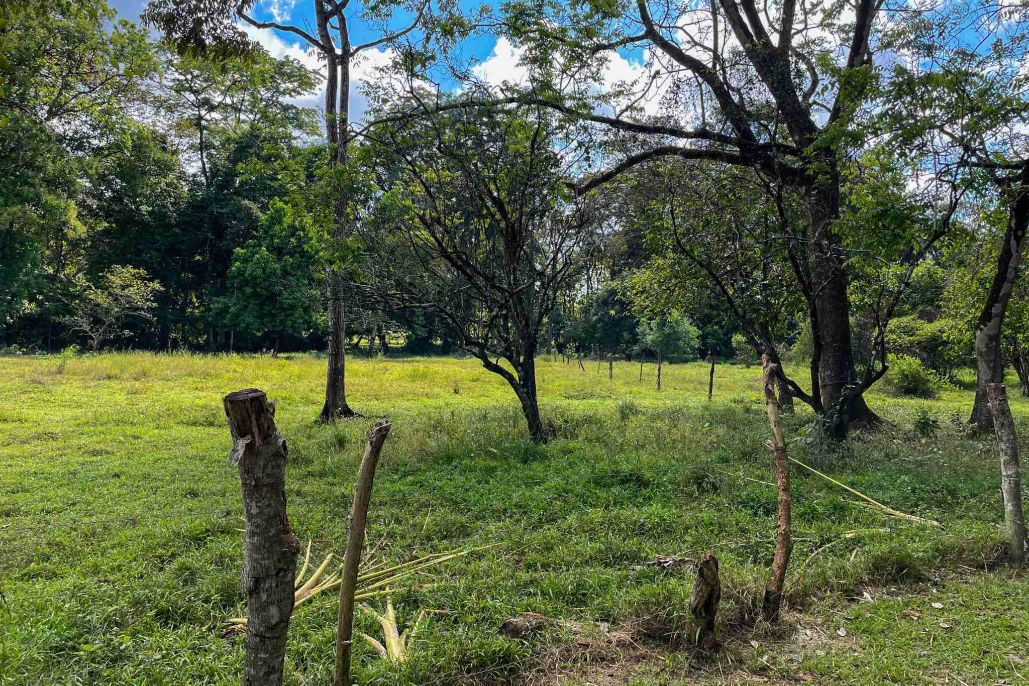 Coronado-fruitfarm- (7) Fruit Farm for sale in Ojochal Costa Rica