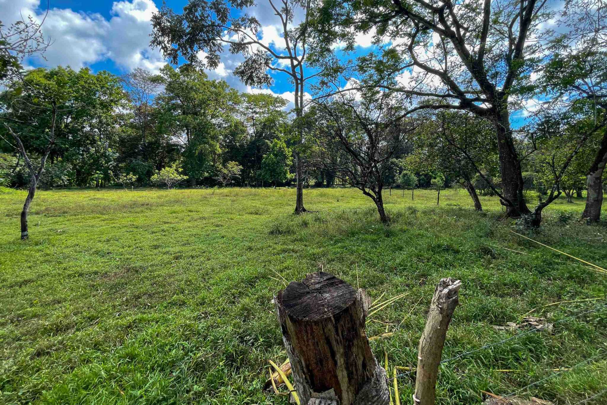 Coronado-fruitfarm- (8) Fruit Farm for sale in Ojochal Costa Rica