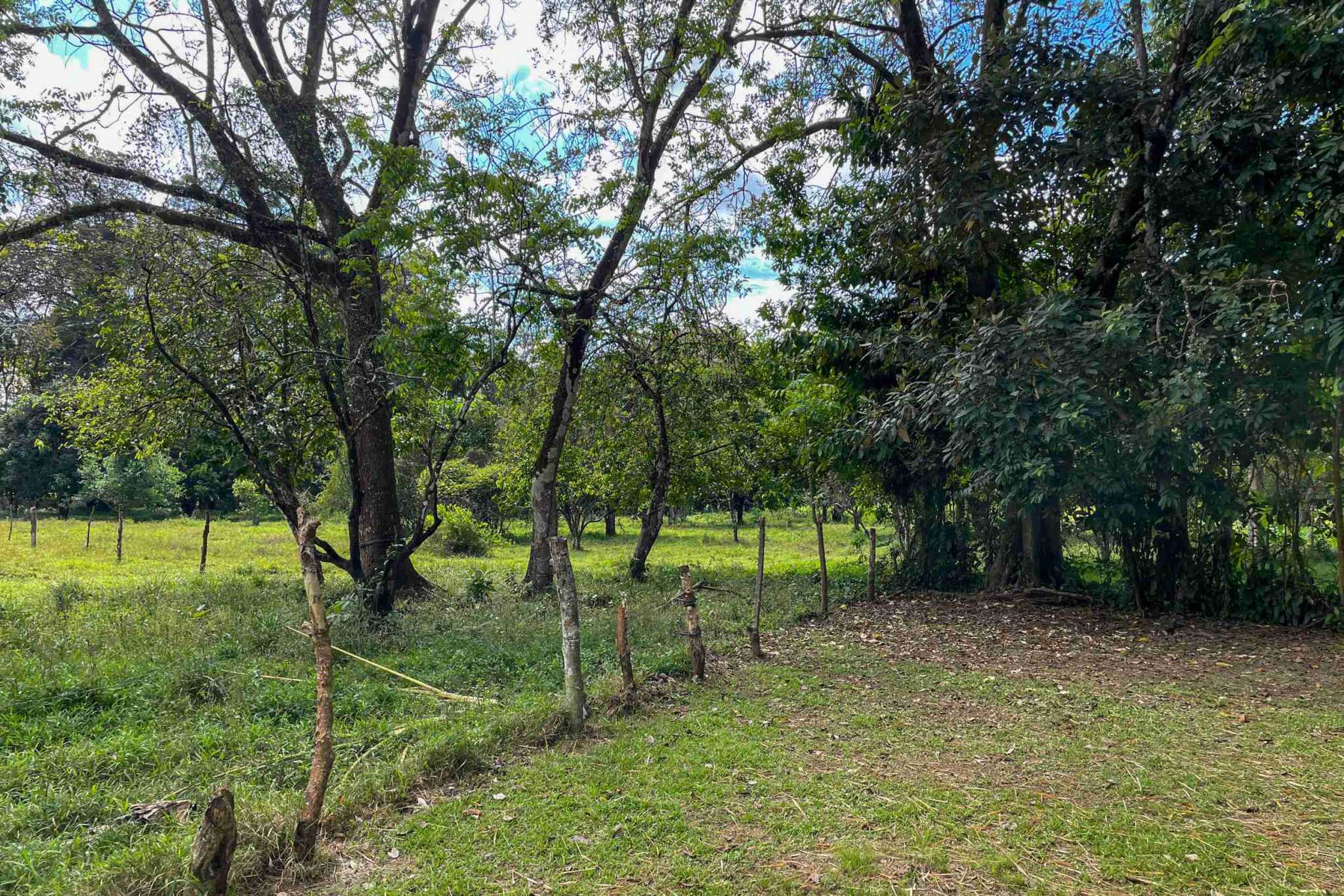 Coronado-fruitfarm- (9) Fruit Farm for sale in Ojochal Costa Rica