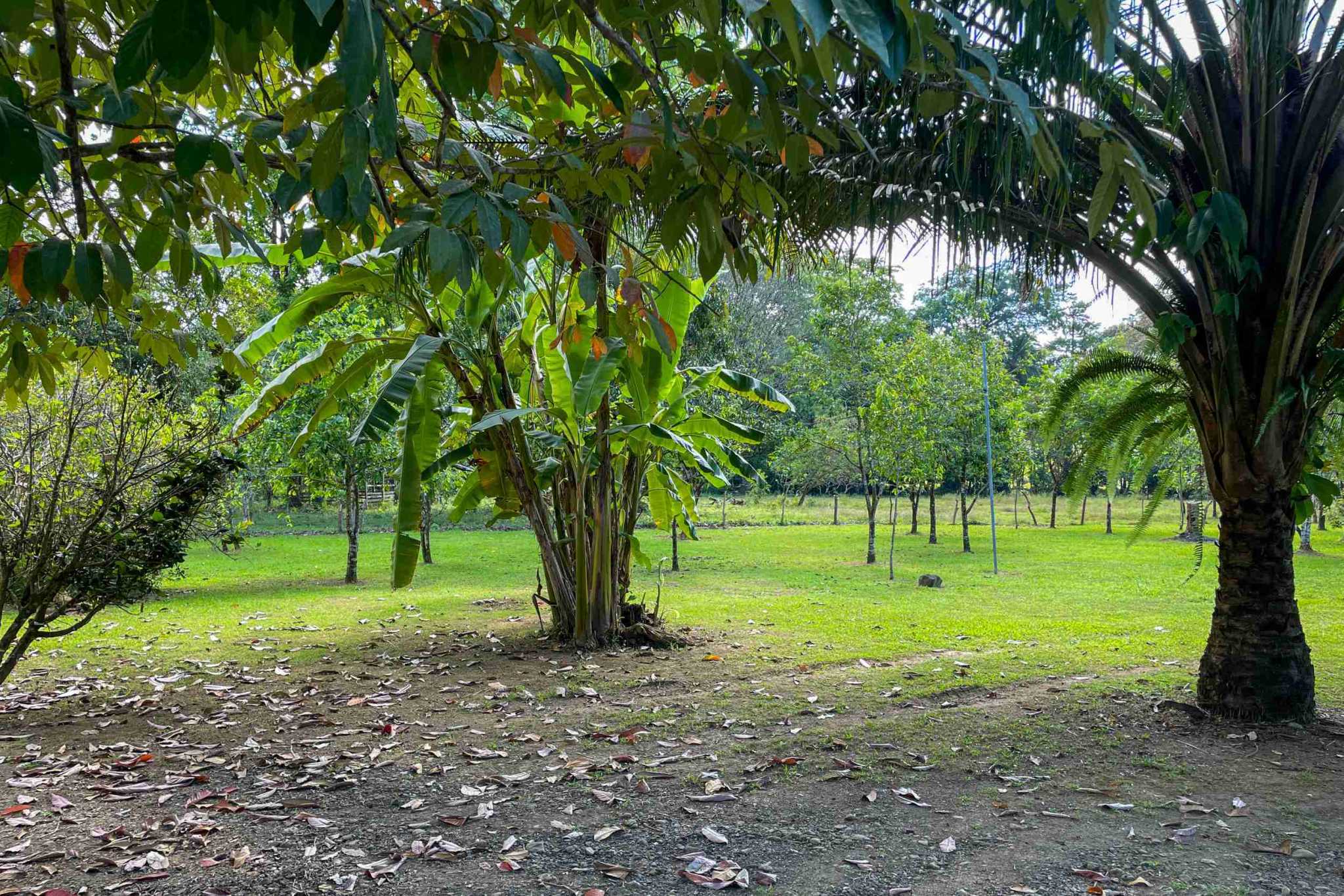 Coronado-fruitfarm- (17) Fruit Farm for sale in Ojochal Costa Rica