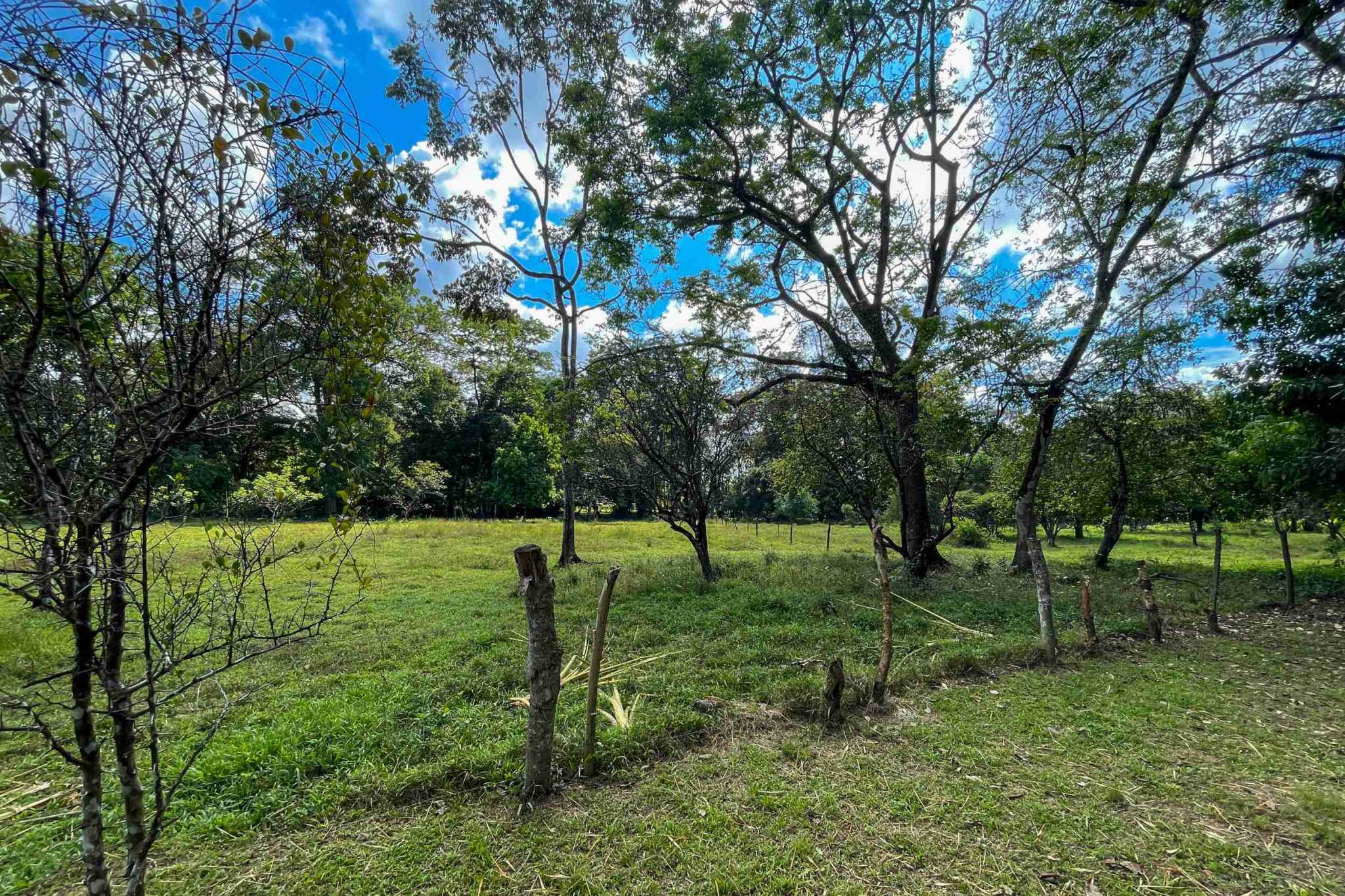 Coronado-fruitfarm- (18) Fruit Farm for sale in Ojochal Costa Rica