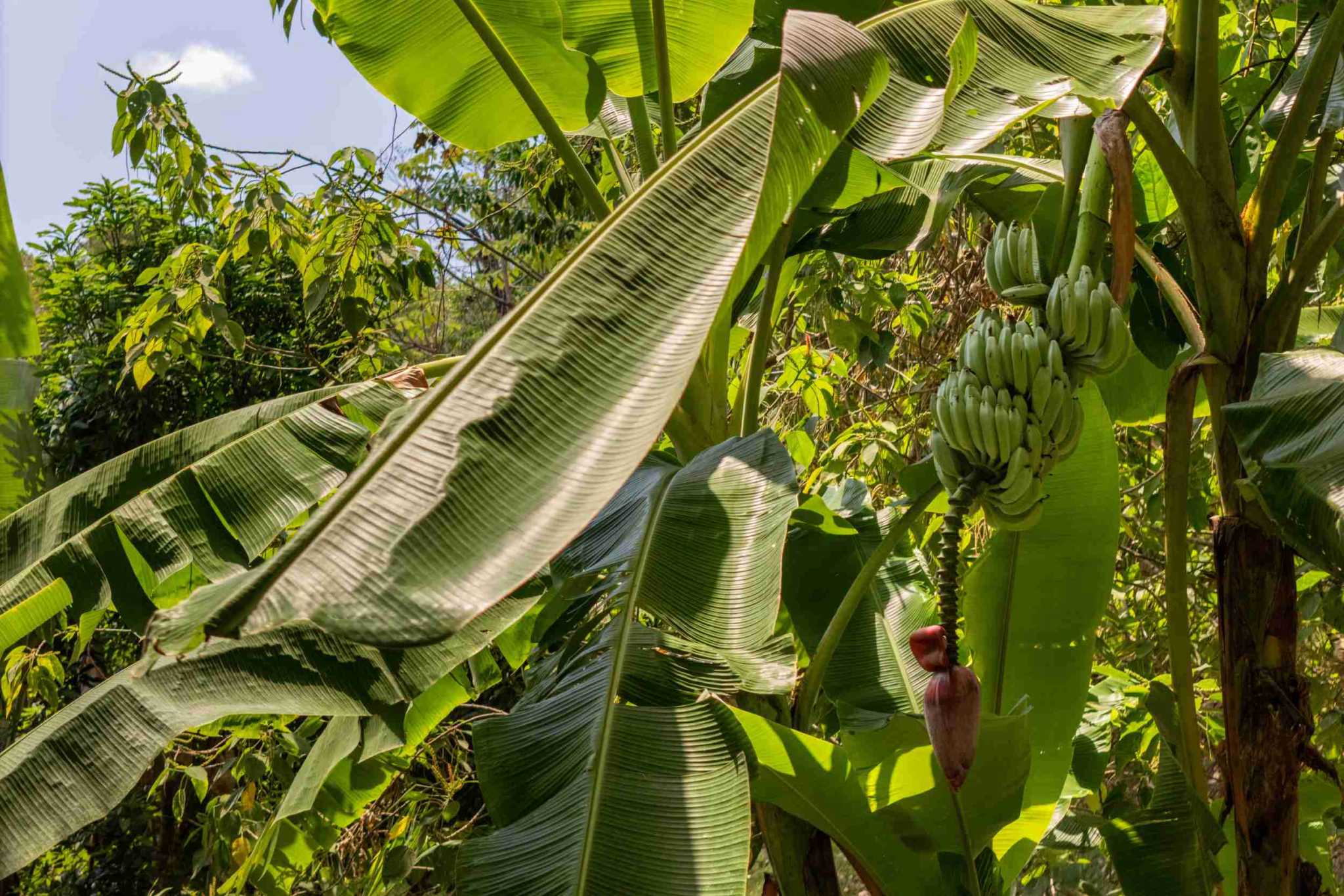 38153-mariposa- (13) Private Ocean View Home with 9+ Acres Including Two Additional Building Sites in San Buenas near Tres Rios Costa Rica