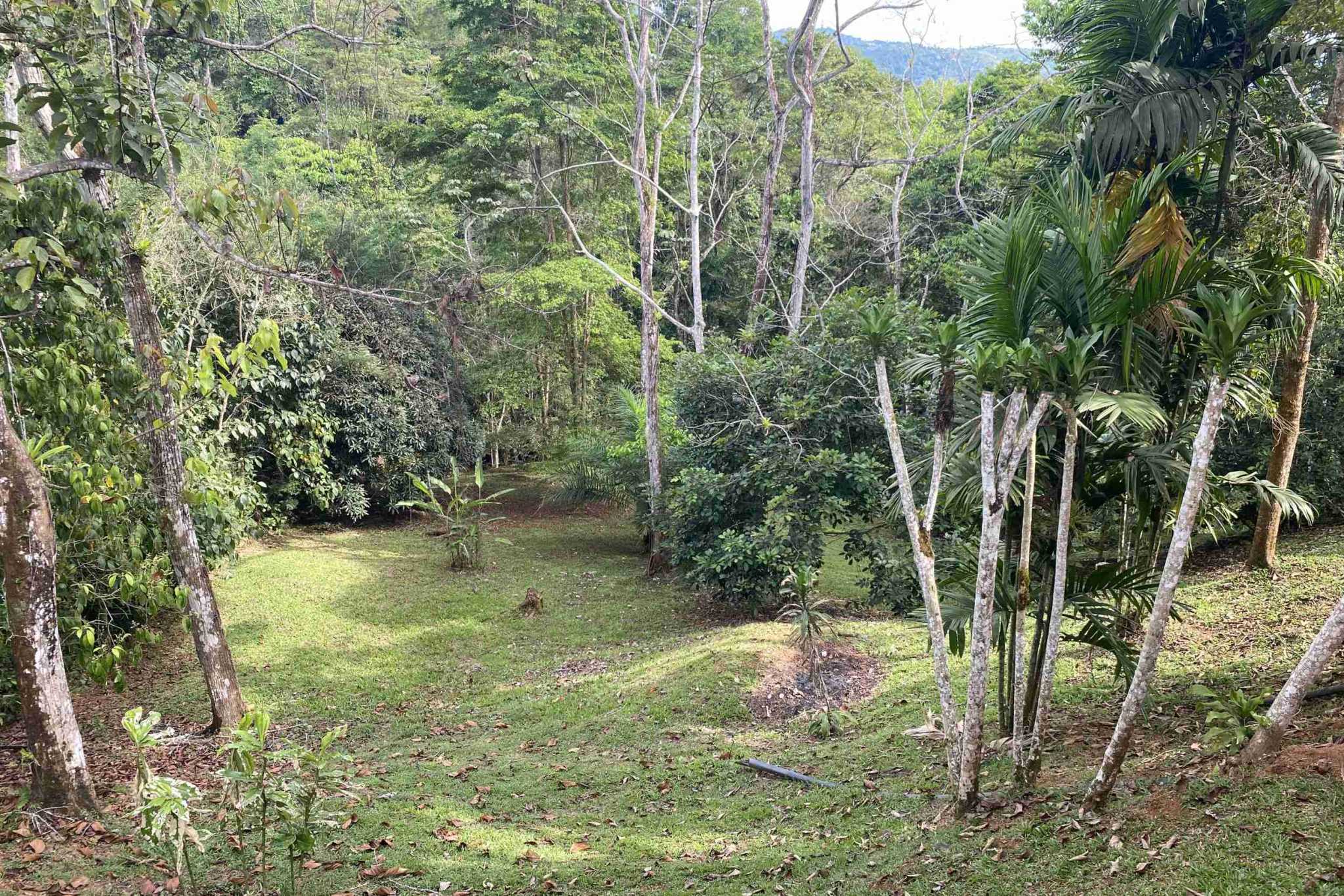 38201-tinamates- (19) Charming 2-Bedroom Oasis Home with Jungle Views & Creek in Tinamastes Costa Rica