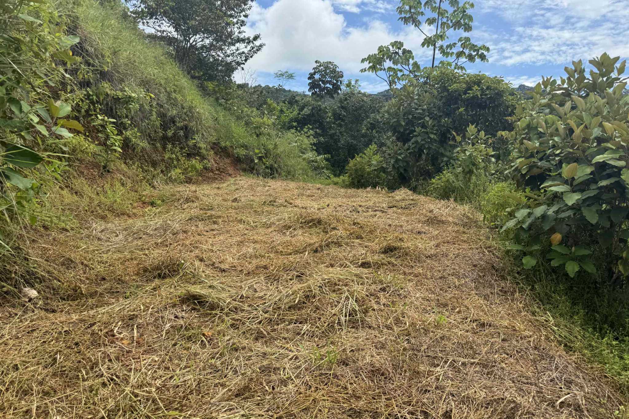 38766-hatillo (34) Home with 3-Bedrooms, Beautiful Views, Several More Building Sites, & Perfect For Small Farm in Hatillo near Dominical Costa Rica
