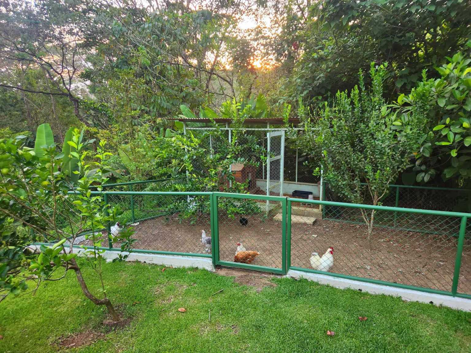 39945 (11) Private Jungle View 3-Bedroom Home with Fruit Trees & Chicken Coop in Uvita Costa Rica